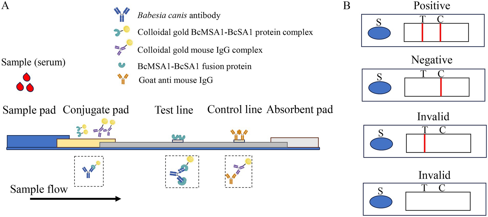 Diagram showing a lateral flow assay for detecting Babesia canis antibodies. (A) Sample flows through pads: sample, conjugate, test, and control. Labels indicate components like colloidal gold complexes and antibodies. (B) Result indicators: Positive with both test and control lines, Negative with only a control line, and Invalid with single or no line.