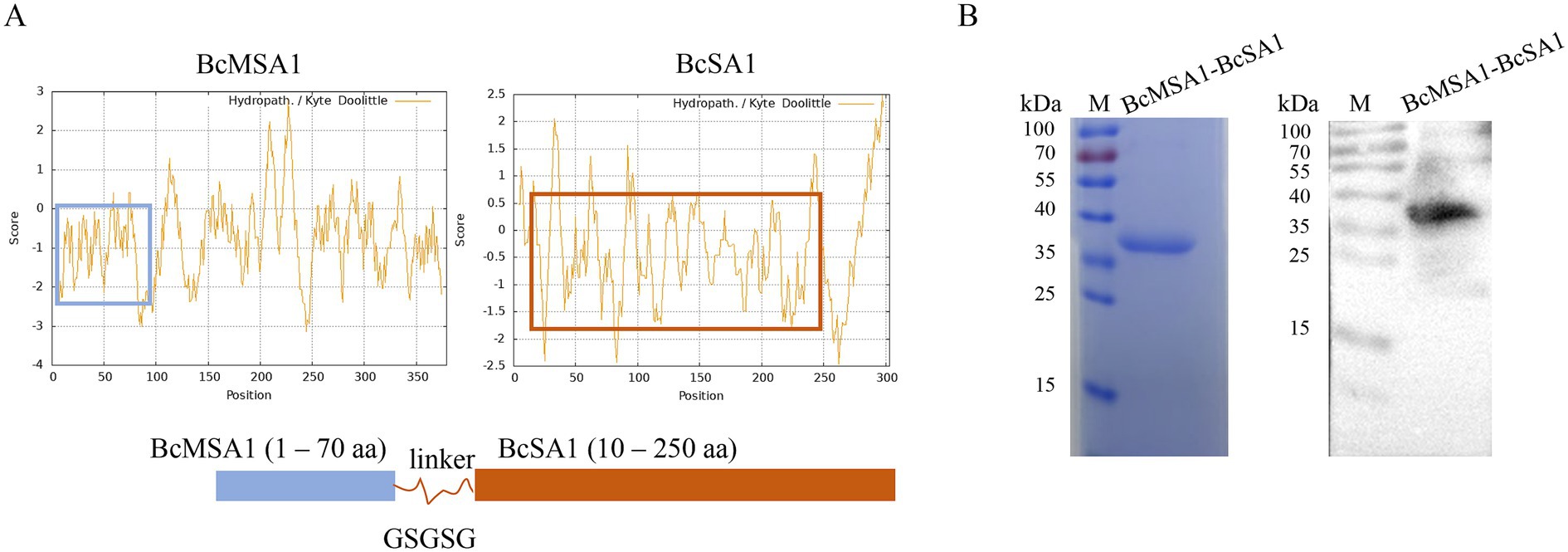Panel A shows two plots of hydropathic scores using the Kyte-Doolittle method for BcMSA1 and BcSA1, highlighting specific protein regions with boxes. Panel B displays a protein gel with molecular weight markers and bands for BcMSA1-BcSA1, indicating protein expression or interaction. A schematic shows domains of BcMSA1 and BcSA1 connected by a GSGSG linker.