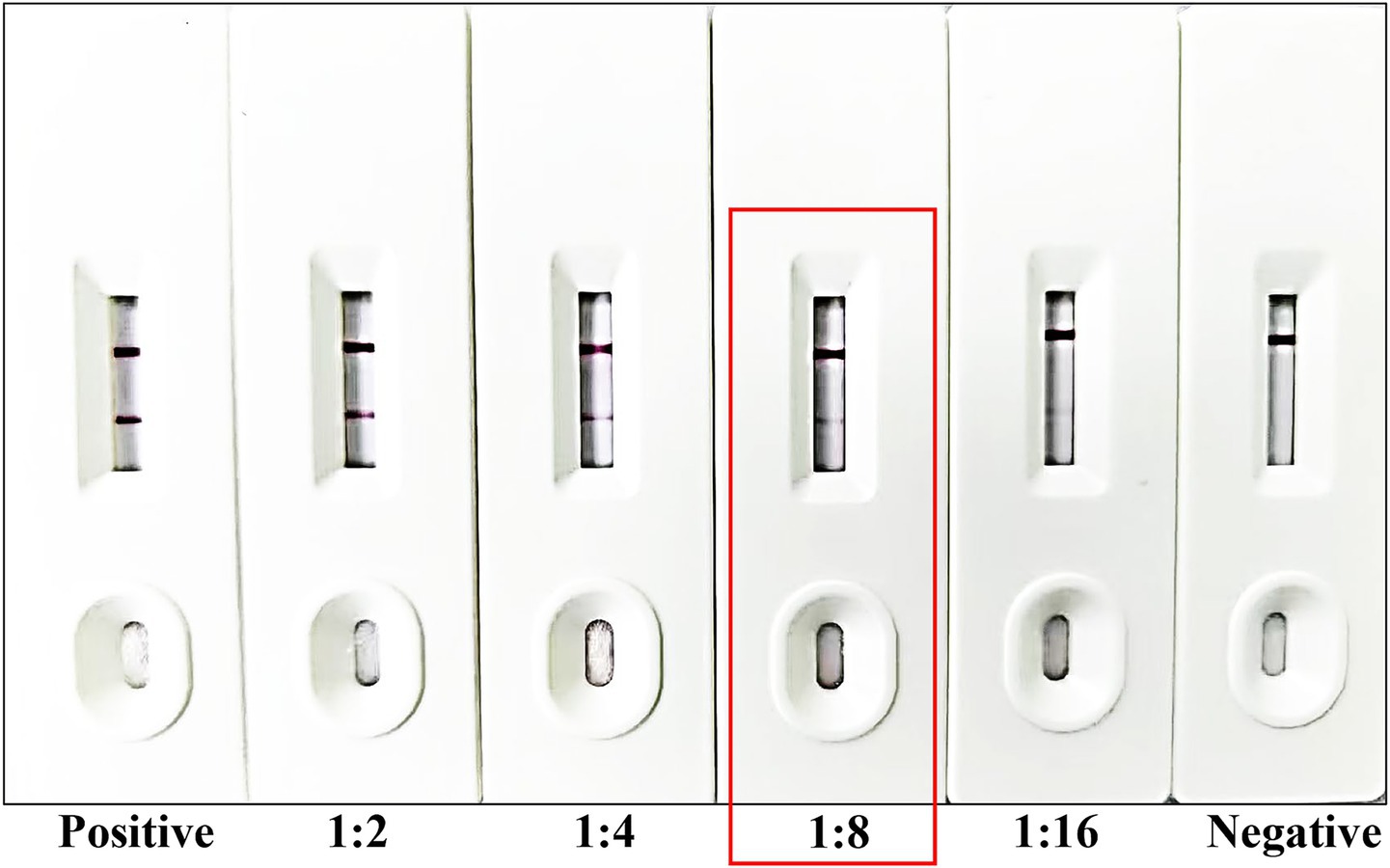 Seven test strips showing results for dilution ratios labeled Positive, 1:2, 1:4, 1:8, 1:16, and Negative. The strip labeled 1:8 is outlined in red, indicating emphasis.