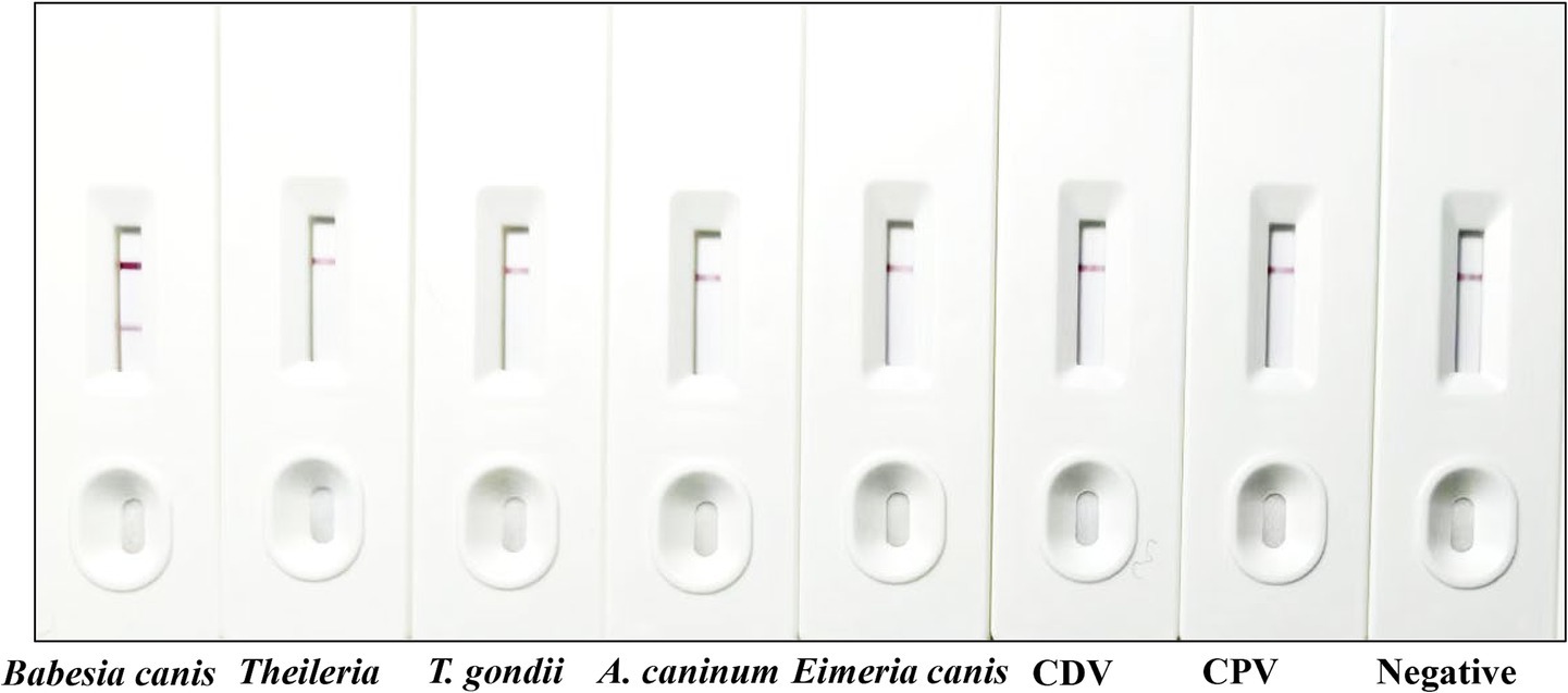 A series of rapid test kits labeled Babesia canis, Theileria, T. gondii, A. caninum, Eimeria canis, CDV, CPV, and Negative. Most tests show a single line, indicating a negative result, except for the first test, which shows two lines, indicating a positive result.