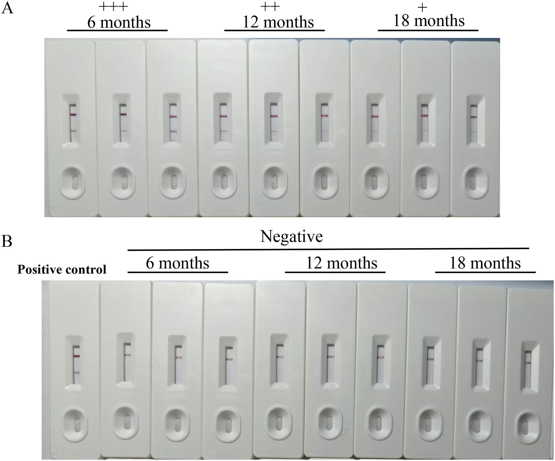 Two panels of lateral flow tests. Panel A shows test strips for 6, 12, and 18 months with intensities marked as +++, ++, and +, respectively, indicating positive results. Panel B displays test strips labeled as positive control, with 6, 12, and 18 months marked as negative, showing no lines.