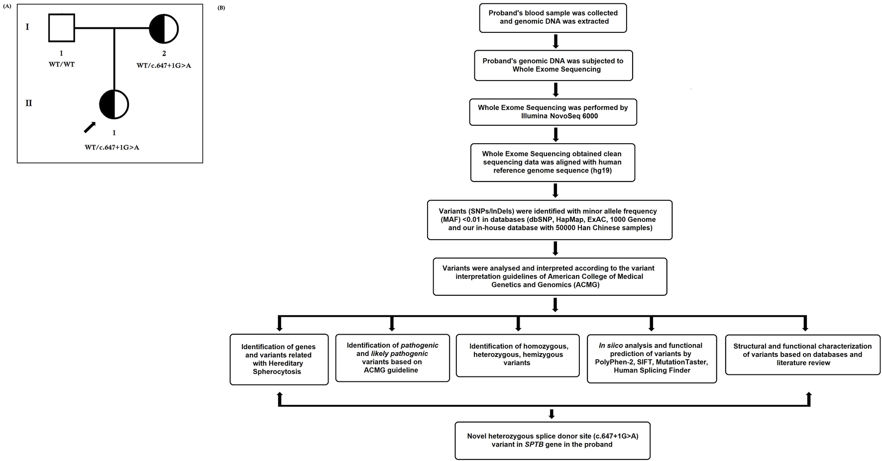 Pedigree chart (A) shows family genetic information with a focus on individuals with a WT/c.647+1G>A genotype. Flowchart (B) outlines the genomic analysis process, starting from blood sample collection to identifying a novel heterozygous splice donor site variant in the SPTB gene in the proband. Steps include whole exome sequencing, variant identification based on minor allele frequency, and interpretation according to ACMG guidelines. The process includes pathogenic variant identification, in silico variant prediction, and functional characterization.