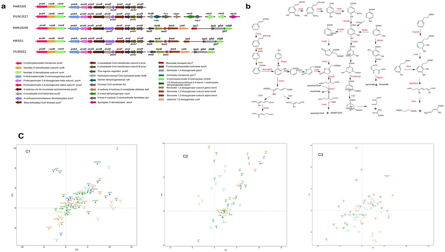 Diagram a shows gene clusters and enzymes involved in metabolic pathways, with color-coded arrows representing different genes such as vanB, pcaR, and benA. Diagram b illustrates a complex biochemical pathway with various chemical structures and reactions labeled with enzyme acronyms like FCS, VDH, and MhbA. Chart c features three scatter plots labeled C1, C2, and C3, showing data points distributed across axes labeled CA and FA, representing different variables. Each plot has color-coded points corresponding to different genes or enzymes.