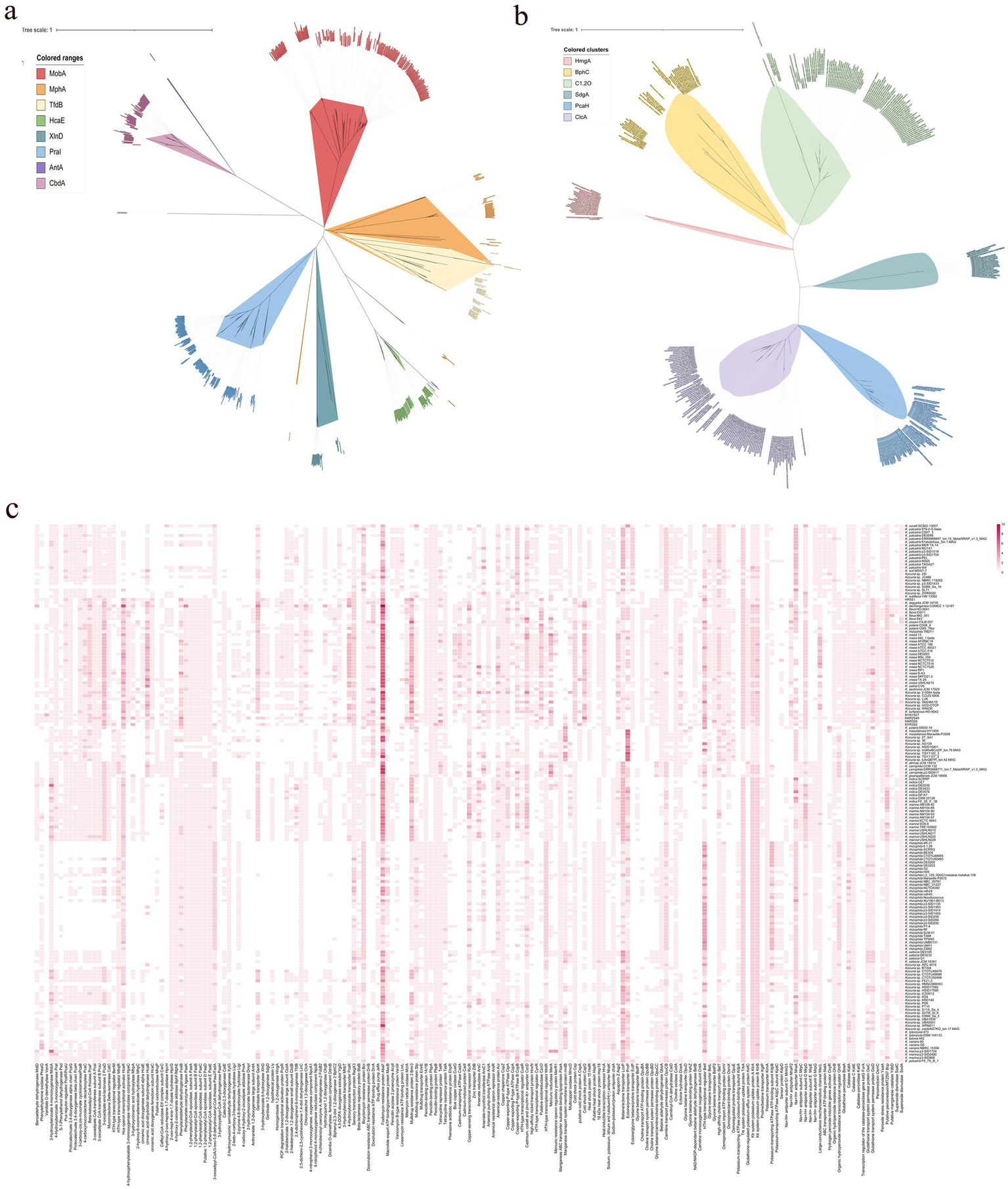 Panel (a) shows a radial phylogenetic tree with branches in various colors, each representing different bacterial categories. Panel (b) displays a similar tree with branches grouped by colored clusters. Panel (c) is a heatmap with varying shades of red indicating different data intensities, alongside numerous labels on the right and bottom.