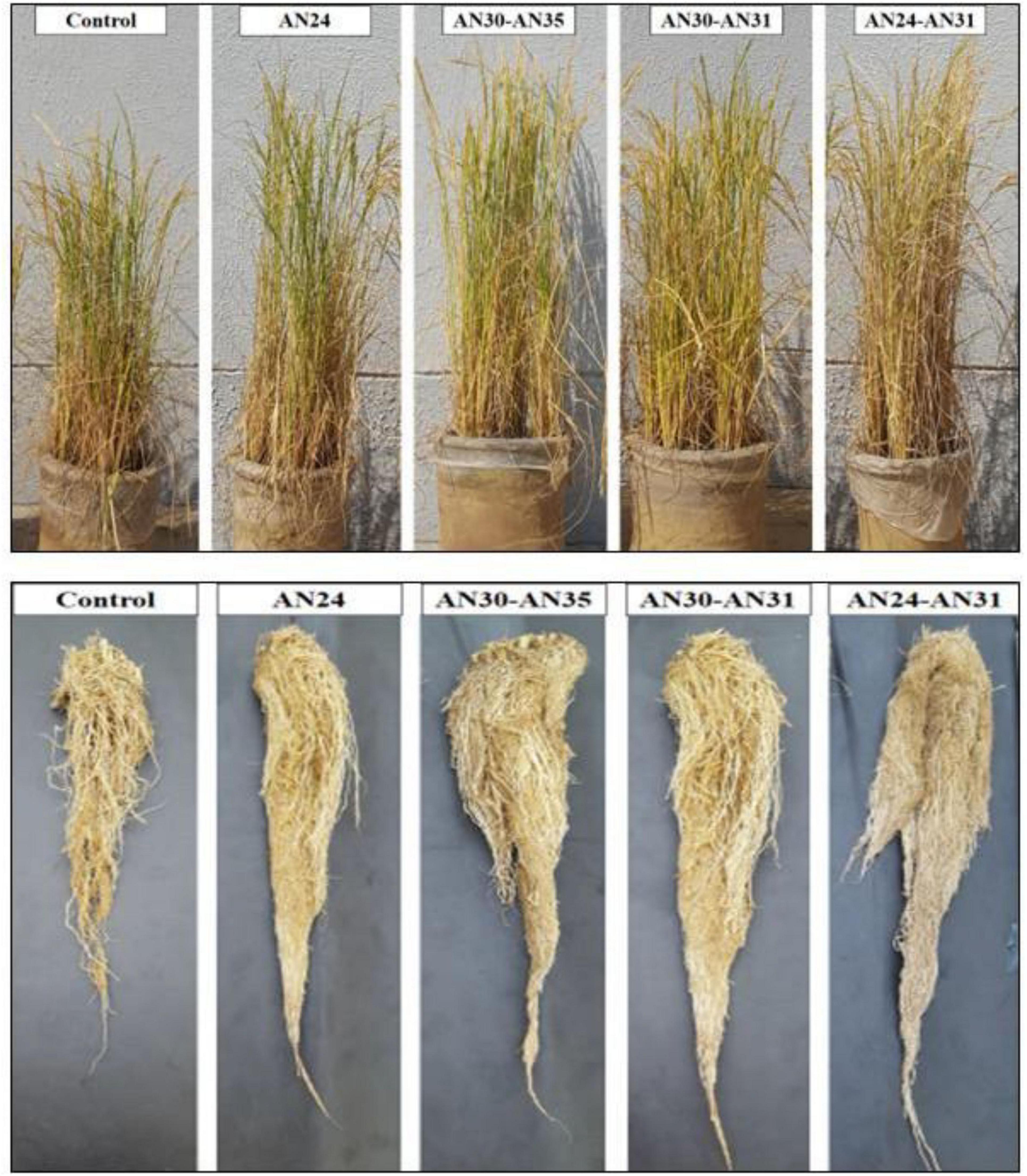 Five potted plants of varying growth labeled “Control,” “AN24,” “AN30-AN35,” “AN30-AN31,” and “AN24-AN31” are shown in the top panel. The bottom panel displays the corresponding root systems, revealing differences in root density and length for each treatment.