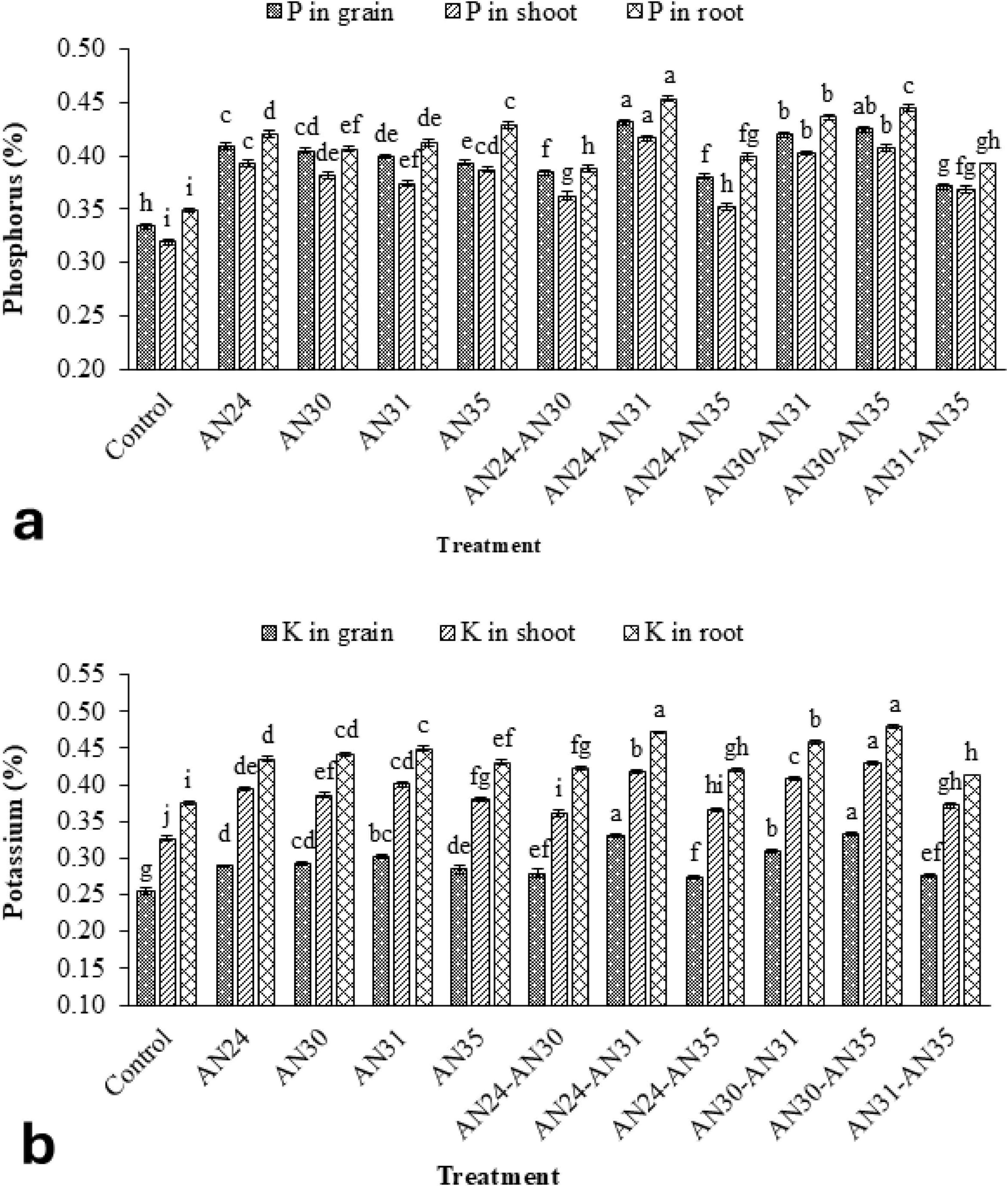 Bar charts depicting phosphorus and potassium percentages in grain, shoot, and root across various treatments. Chart (a) shows phosphorus levels, with treatments labeled from Control to AN31-AN35, ranging approximately from 0.20% to 0.50%. Chart (b) illustrates potassium levels, with a similar treatment range, approximately from 0.10% to 0.55%. Each bar is labeled with letters indicating statistical significance.