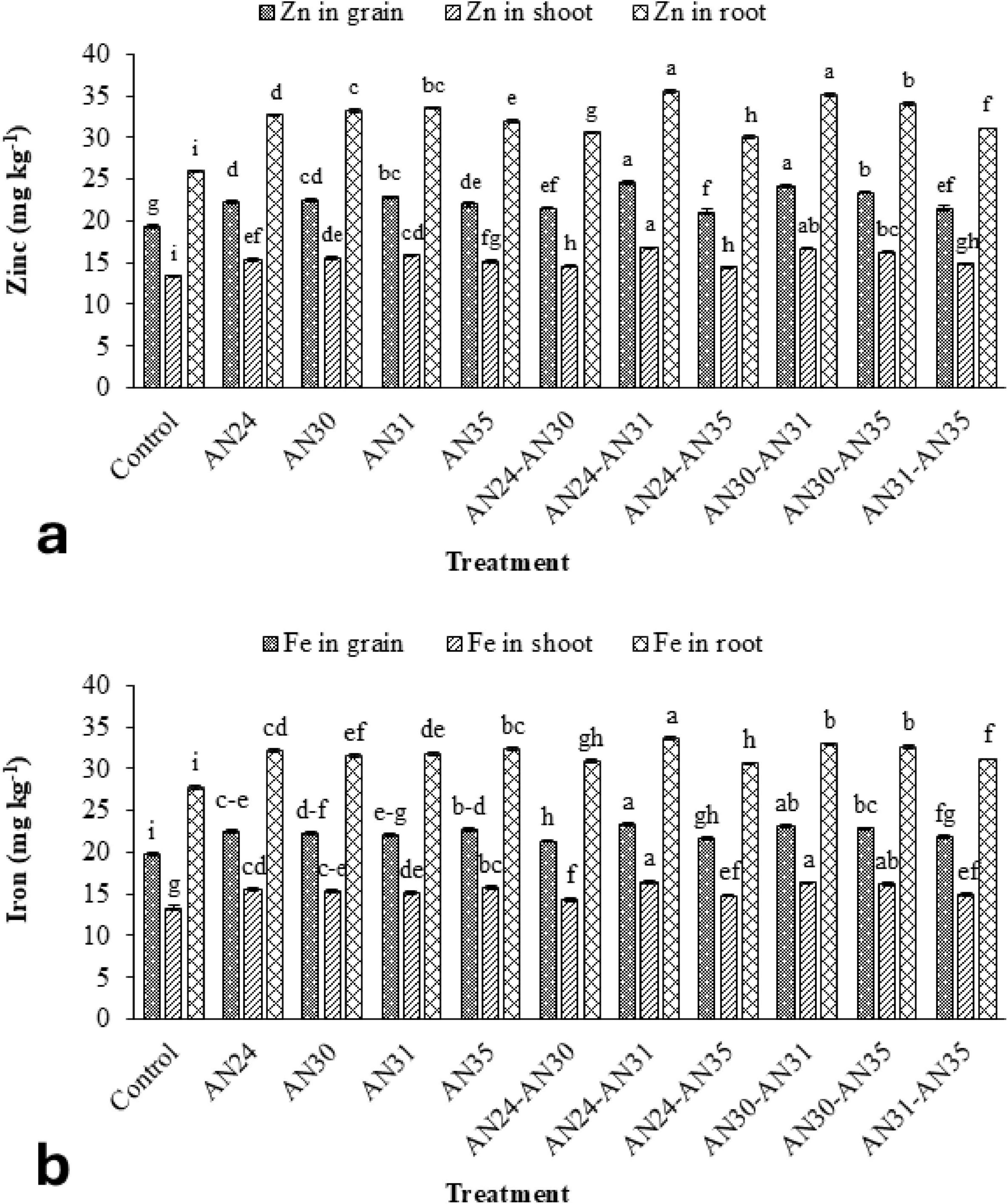 Two bar graphs compare zinc and iron concentrations in grains, shoots, and roots across various treatments. Graph (a) shows zinc levels, while graph (b) displays iron levels. Treatments labeled as Control, AN24, AN30, AN31, AN35, and their combinations are compared, showing distinct variations in metal concentration. Zinc and iron concentrations are measured in milligrams per kilogram, with numeric labels for statistical significance.