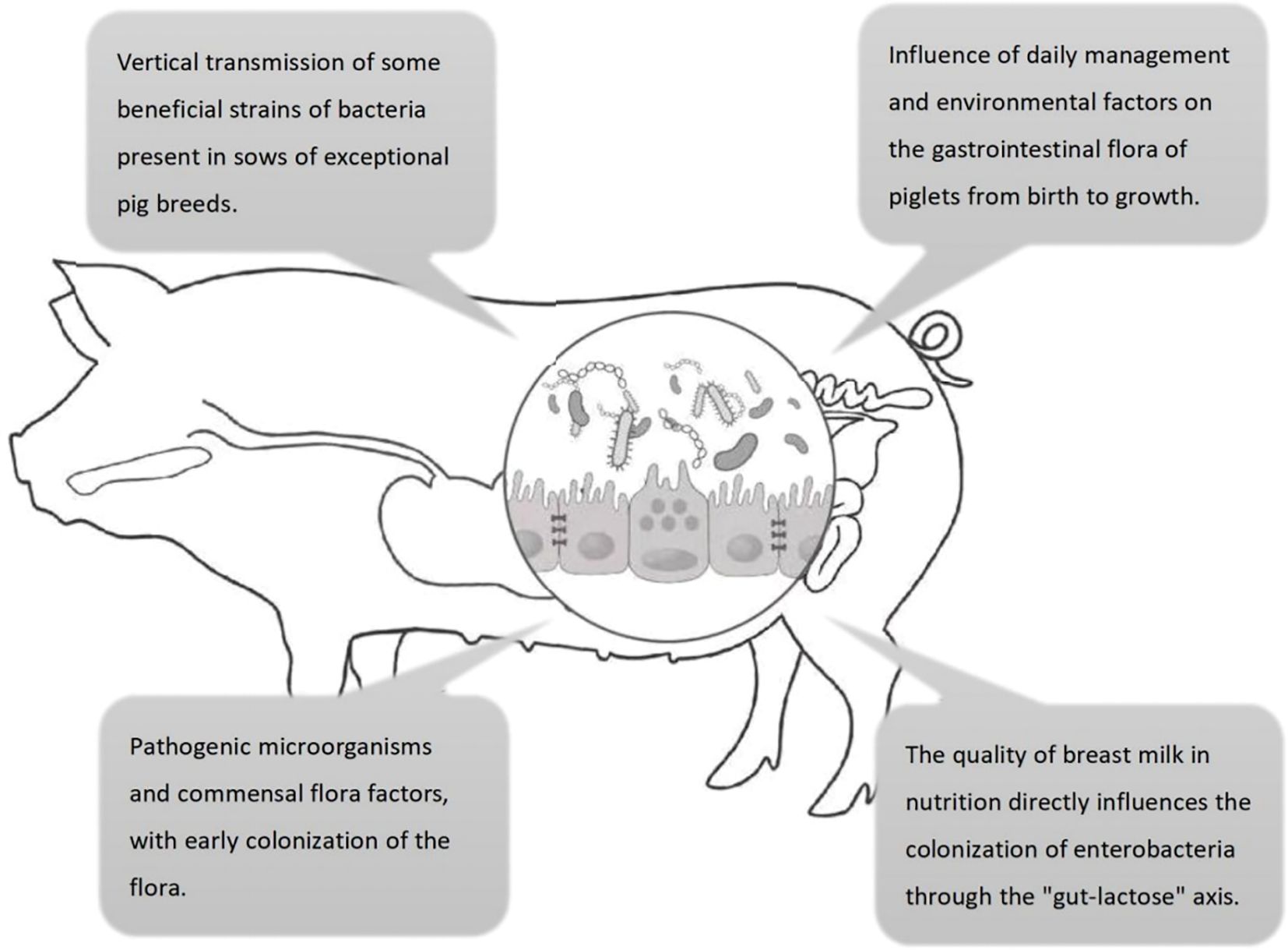 Diagram of a pig illustrating factors influencing gastrointestinal flora. Panels highlight vertical transmission of bacteria, daily management and environmental impacts, presence of pathogenic and commensal microorganisms, and breast milk quality affecting enterobacteria colonization through the “gut-lactose” axis.