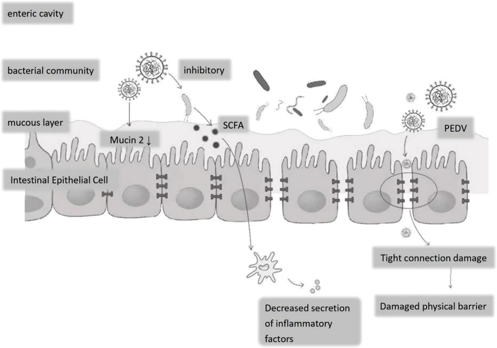 Diagram illustrating the impact of PEDV on the intestinal barrier. Labels include enteric cavity, bacterial community, and mucous layer. PEDV causes a decrease in Mucin 2, affecting intestinal epithelial cells. This leads to inhibited bacterial growth, SCFA changes, damaged tight connections, and decreased secretion of inflammatory factors, resulting in a damaged physical barrier.