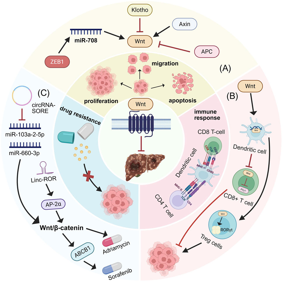 Diagram illustrating the Wnt signaling pathway in cancer. Section A shows Wnt's role in proliferation, migration, and apoptosis involving Klotho, miR-708, Axin, and APC. Section B highlights Wnt's impact on immune response via dendritic cells, CD8+ T cells, and Treg cells. Section C covers drug resistance mechanisms with circRNA-SORE, miR-103a-2-5p, miR-660-3p, Linc-ROR, AP-2a, and the ABCB1 transporter affecting Adriamycin and Sorafenib efficacy. Liver and cancer cells are depicted.