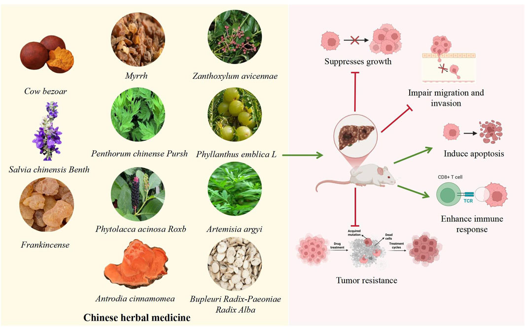 Chinese herbal medicines including cow bezoar, myrrh, Zanthoxylum avicennae, Salvia chinensis, Penthorum chinense Pursh, Phyllanthus emblica L, frankincense, Phytolacca acinosa Roxb, Artemisia argyi, Antrodia cinnamomea, and Bupleuri Radix-Paeoniae Radix Alba are shown on the left. On the right, a mouse model illustrates their potential effects: suppressing growth, impairing migration and invasion, inducing apoptosis, and enhancing immune response to increase tumor resistance.