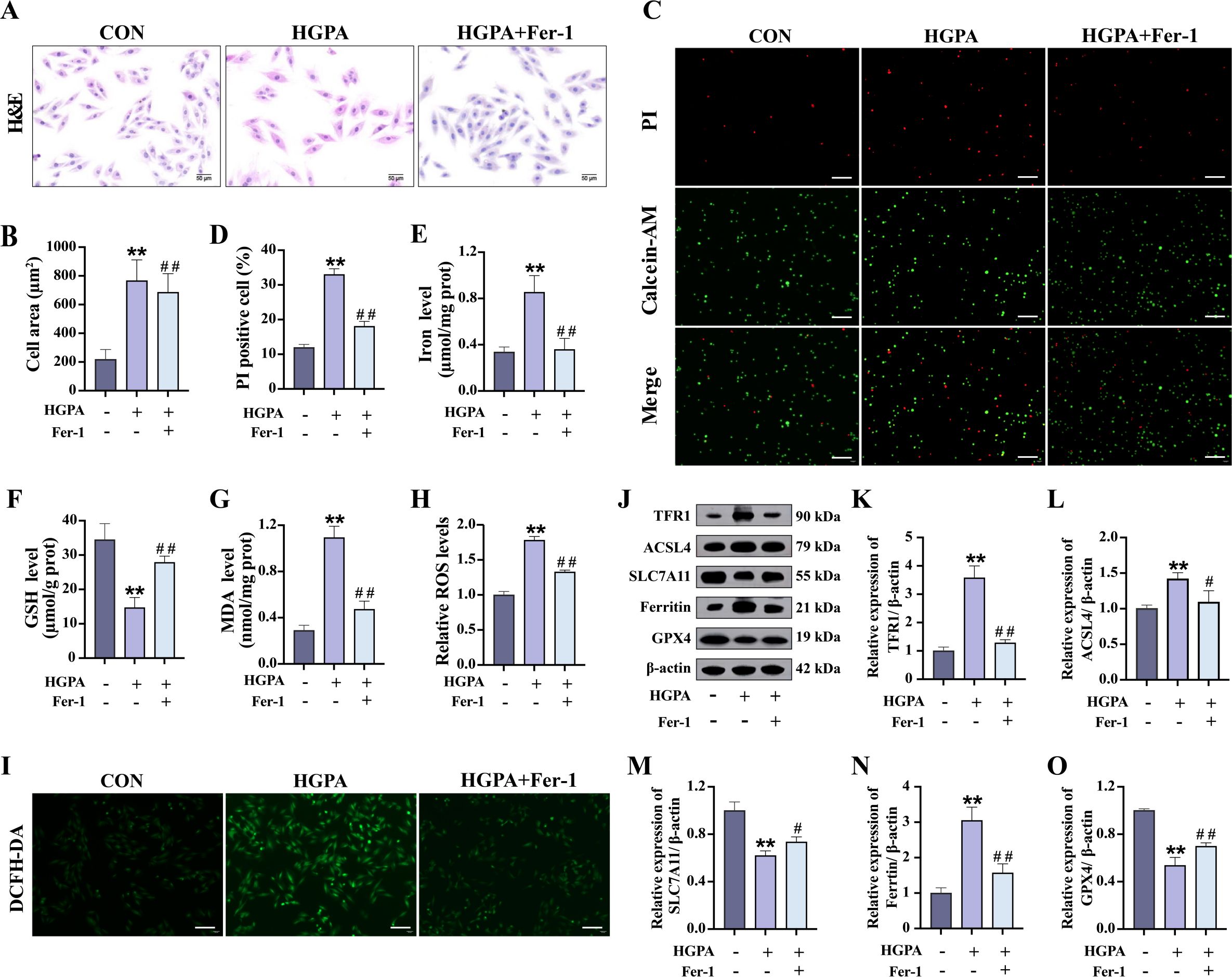 A scientific figure with multiple panels comparing control (CON), HGPA, and HGPA with Fer-1 treatment. Panel A shows H&E stained images. B-H contain bar graphs illustrating cell area, PI positive cells, iron levels, GSH levels, MDA levels, and ROS levels, with significant changes marked. Panel C displays fluorescent images for PI, Calcein-AM, and merged images. I shows DCFH-DA stained images. J presents Western blot bands for TFR1, ACSL4, SLC7A11, Ferritin, GPX4, and β-actin. K-O include bar graphs for relative protein expression levels. Statistical significance is indicated with asterisks and hashtags.