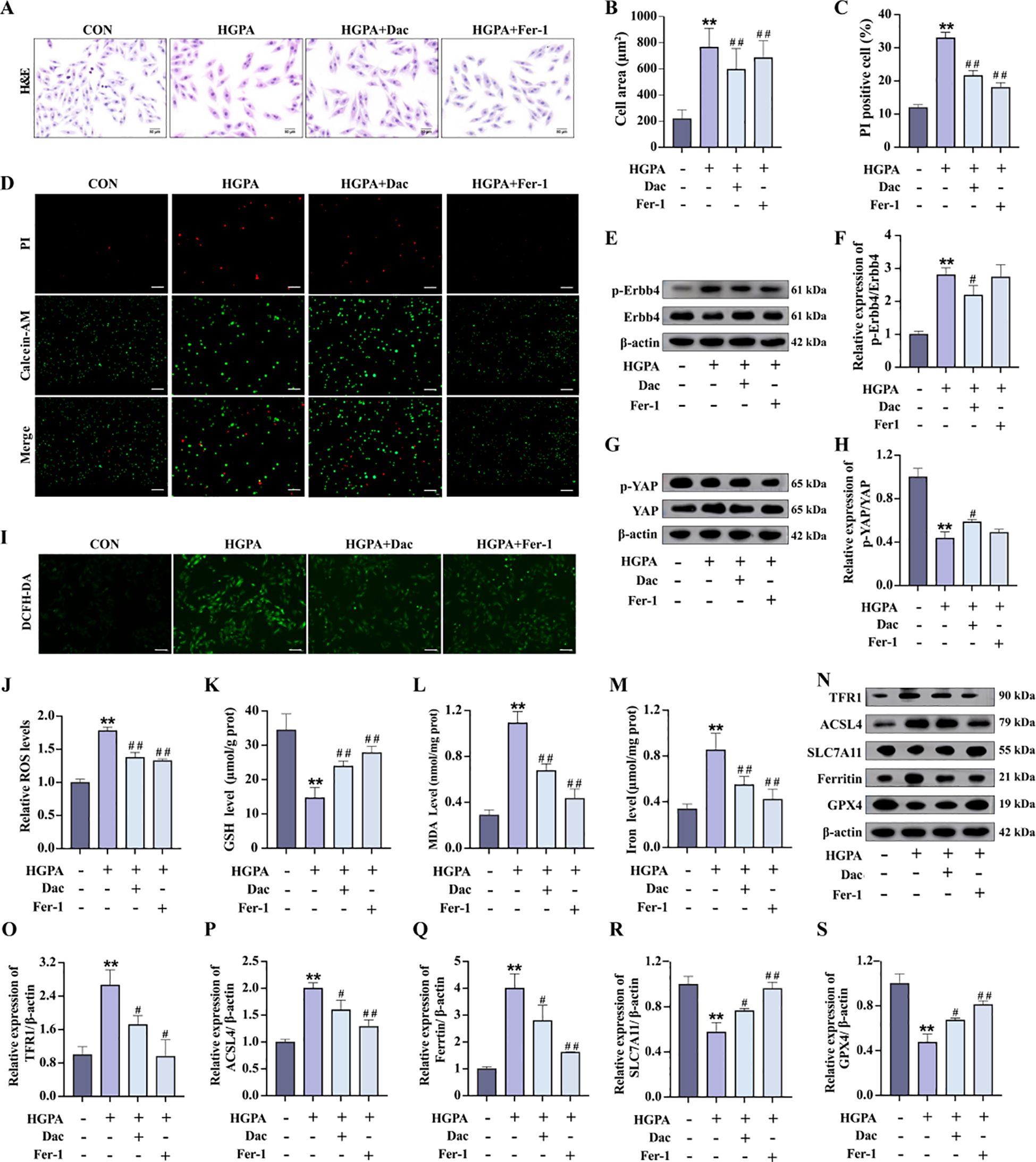 A multi-panel scientific figure illustrates various experiments with four treatment groups: CON, HGPA, HGPA+Dac, and HGPA+Fer-1. It includes histological images (A), bar graphs detailing cell area and PI-positive cells (B, C), fluorescence images for cell viability and death (D), western blots for protein expression of p-ErbB4, YAP, and their phosphorylated forms (E, G), and additional bar graphs for ROS levels, GSH, MDA, iron levels, and gene expressions (J-S). Each section examines the effects of the treatments, using labels and scales to indicate specific details.