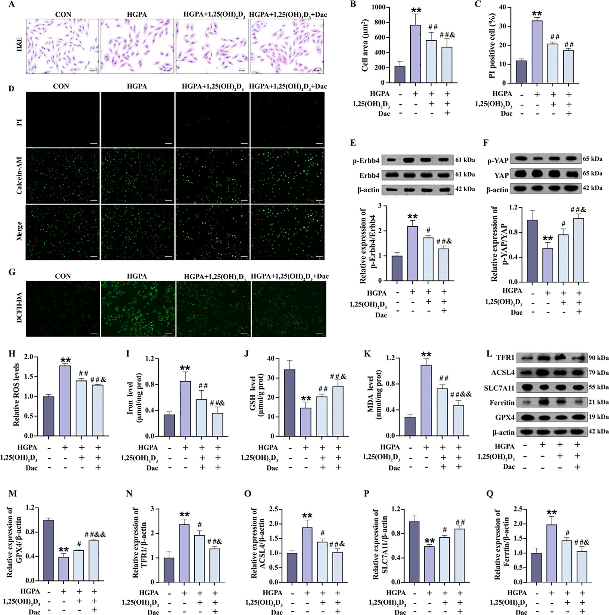 Scientific figures illustrating various experimental results. Panels A, D, and G show microscopy images under different conditions: control, HGPA, HGPA with 1,25(OH)₂D₃, and HGPA with 1,25(OH)₂D₃ plus DAC. Panels B, C, E, F, H-Q present bar graphs and western blot images displaying quantifications of cell area, PI-positive cells, protein expressions, ROS levels, and other metrics. Labels indicate significance levels and treatment conditions.
