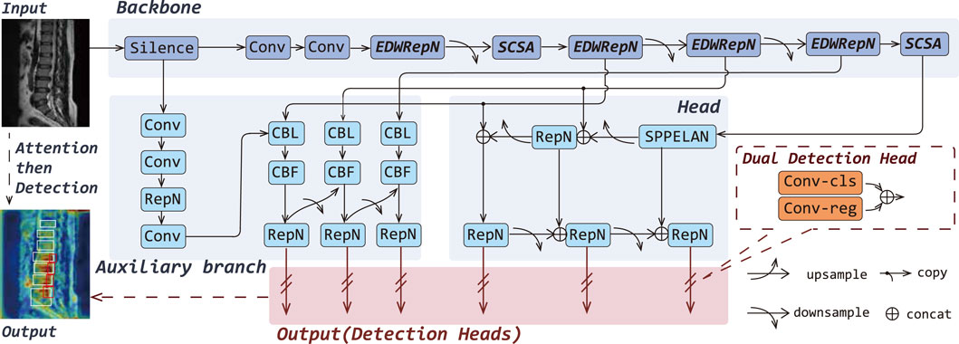 Diagram of a neural network architecture for image processing. It shows a progression from input, through a backbone of convolutional layers, to a head with detection heads and auxiliary branches. Key components include EDWRepN and SCSA layers, with pathways for upsampling, downsampling, copying, and concatenation, culminating in dual detection heads labeled Conv-cls and Conv-reg.