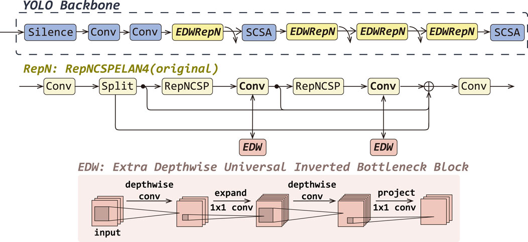 Diagram illustrating the YOLO Backbone and RepN architecture. The YOLO Backbone consists of layers: Silence, Conv, EDWRepN, SCSA. Below, RepN: RepNCPELAN4 involves layers: Conv, Split, RepNCSP, EDW, with connections between them. EDW represents the Extra Depthwise Universal Inverted Bottleneck Block, shown with depthwise and expand 1x1 conv layers.
