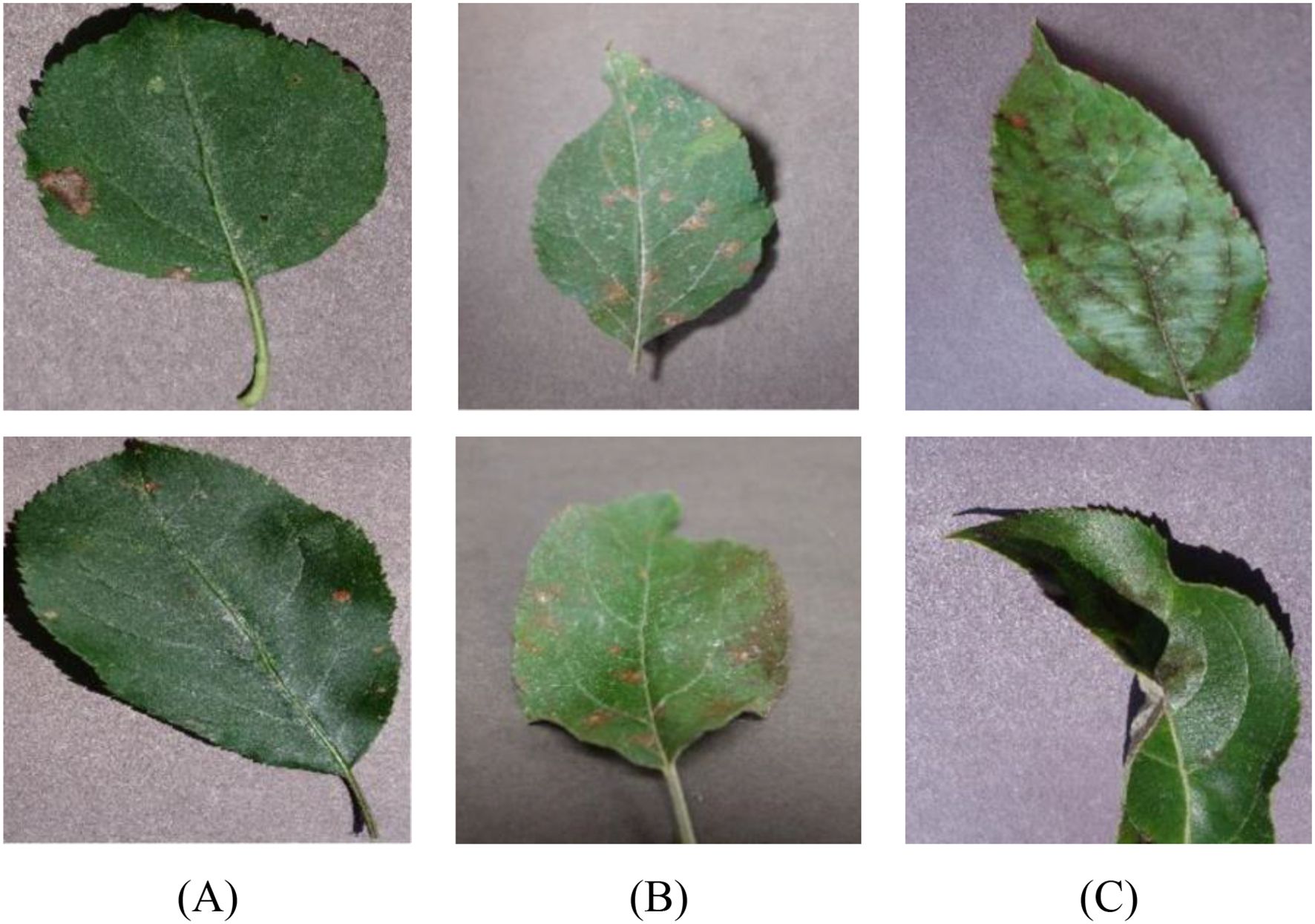 Six images of leaves showing different stages of rust disease, labeled A, B, and C. Each label has one leaf at the top and one at the bottom. Leaves show visible brown spots and varying degrees of discoloration. The background is a plain surface, highlighting the leaves' afflictions.