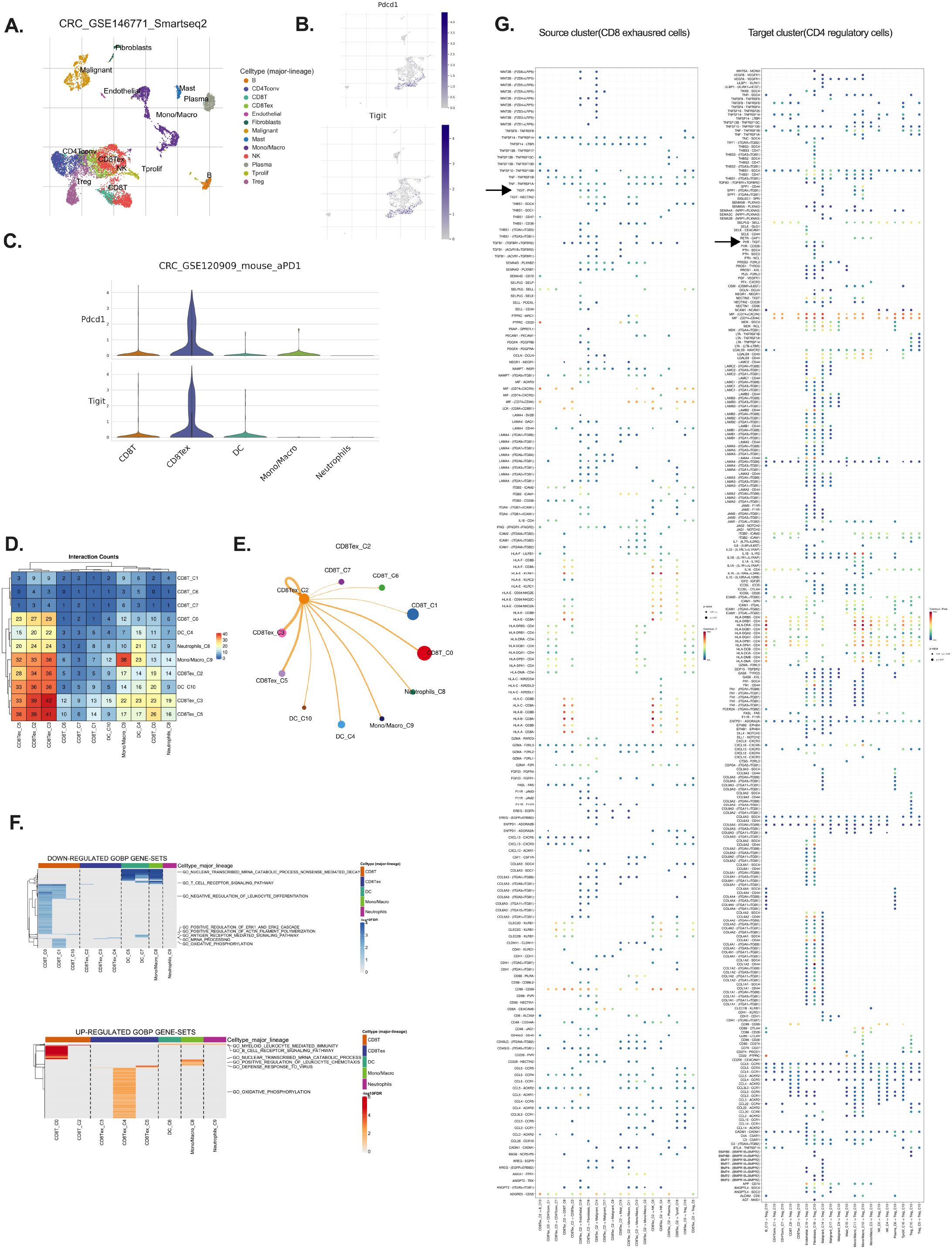 Clustered data visualizations displaying various analyses of cellular interactions and gene sets. Panel A shows a UMAP plot of cell clusters. Panel B features dot plots for Pdcd1 and Tigit expression. Panel C presents violin plots for Pdcd1 and Tigit across cell types. Panel D is a heatmap of interaction counts. Panel E displays a network diagram of cell interactions. Panel F includes bar plots of down-regulated and up-regulated gene sets. Panel G contains matrices comparing source and target clusters, labeled CD8 and CD4, with gene expressions indicated by colored dots.