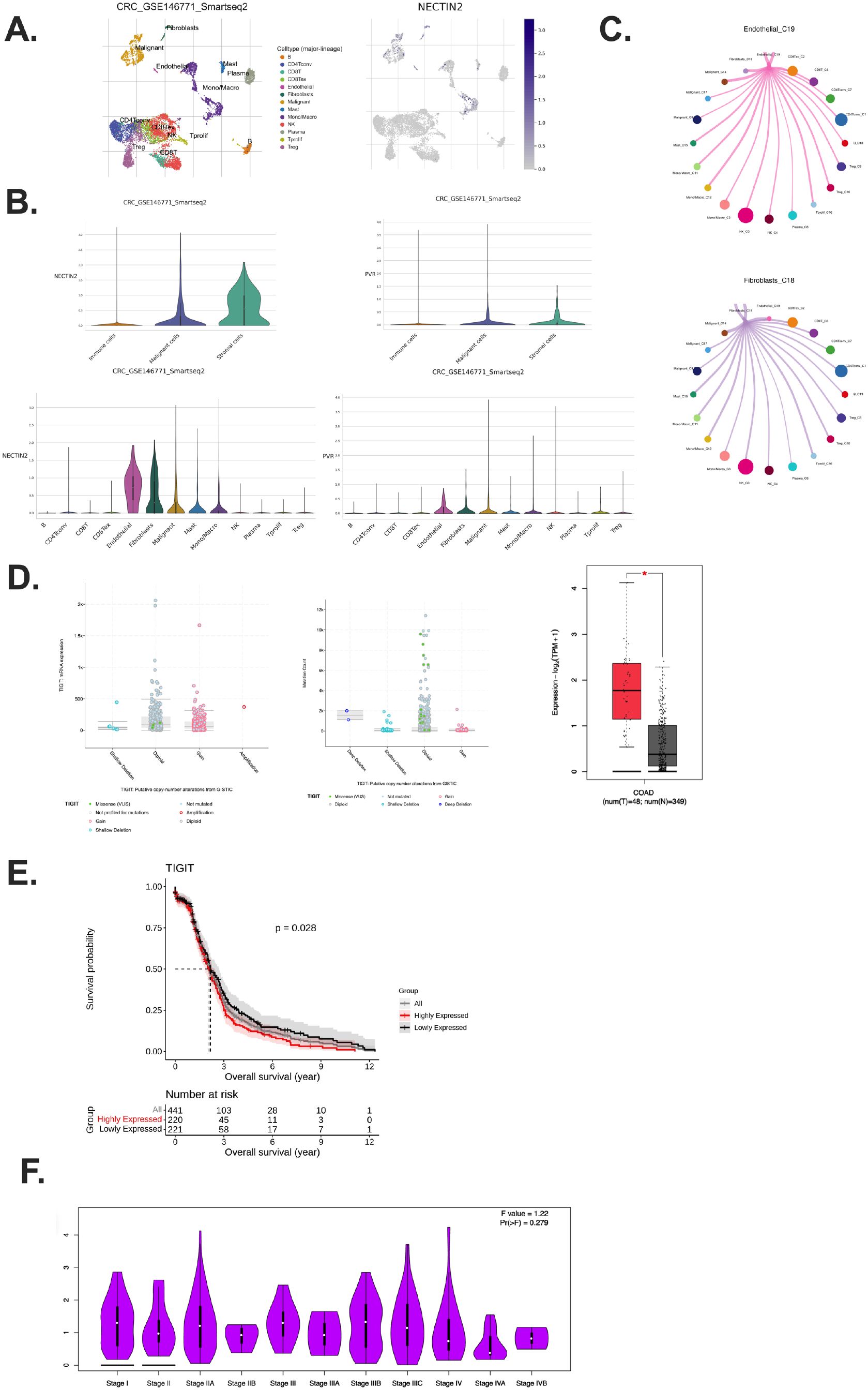 The image features multiple panels related to data visualization in a biological study. Panel A shows t-SNE plots of cell clusters with a color legend. Panel B contains violin plots showing expression levels of NECTIN2 and PVR across different cell types. Panel C displays circular network graphs for Endothelial and Fibroblast cells, illustrating gene interactions. Panel D includes scatter plots highlighting TIGIT gene alterations and expression levels, alongside a box plot comparison. Panel E presents a Kaplan-Meier survival curve for TIGIT expression with a p-value and risk table. Panel F shows violin plots of expression levels across cancer stages.