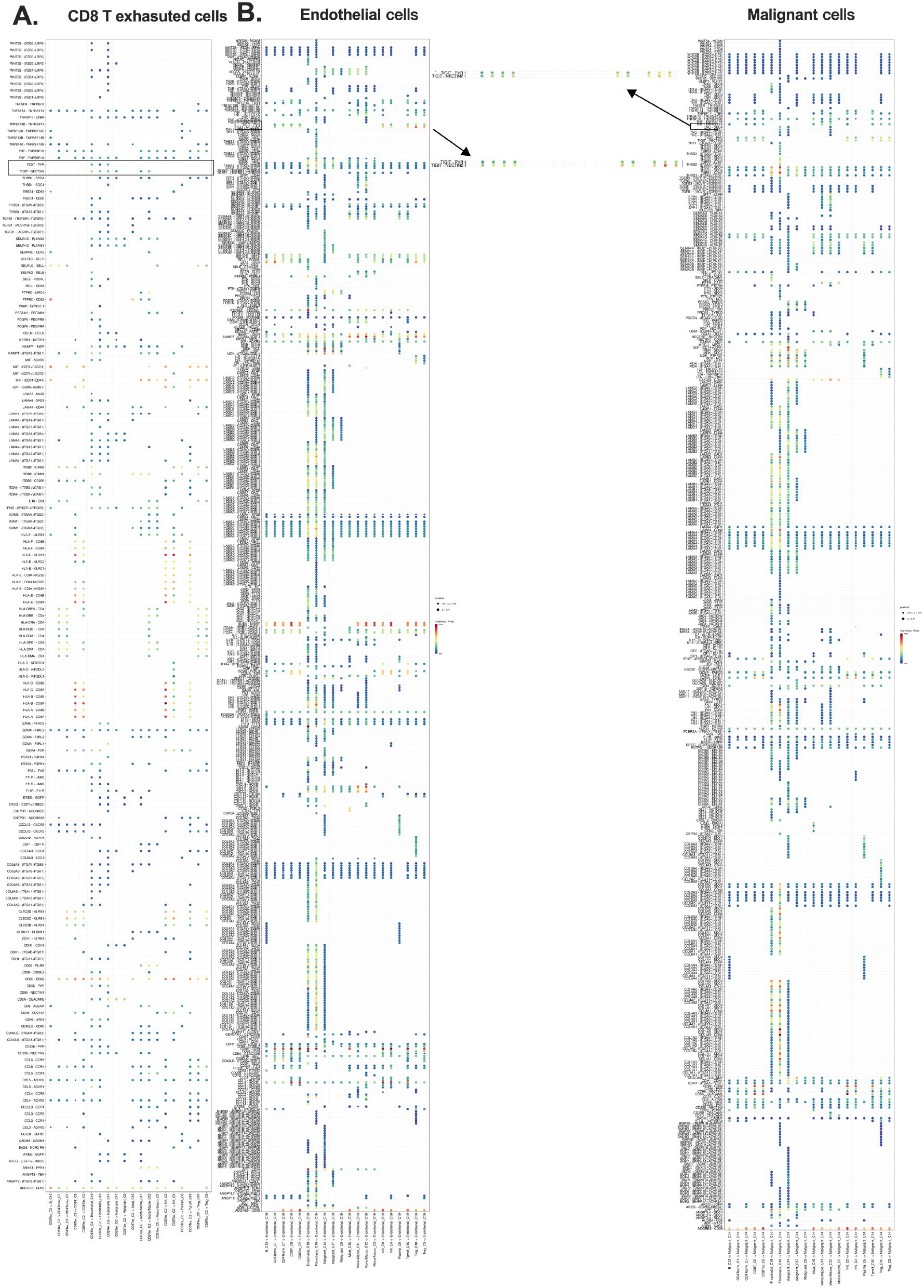 Dot plot comparing gene expression across CD8 T exhausted cells, endothelial cells, and malignant cells. Each column displays individual genes, with colored dots representing expression levels. Sections are labeled A, B, and Malignant cells. Color intensity varies, reflecting different expression levels. Arrows highlight specific gene interactions or correlations.