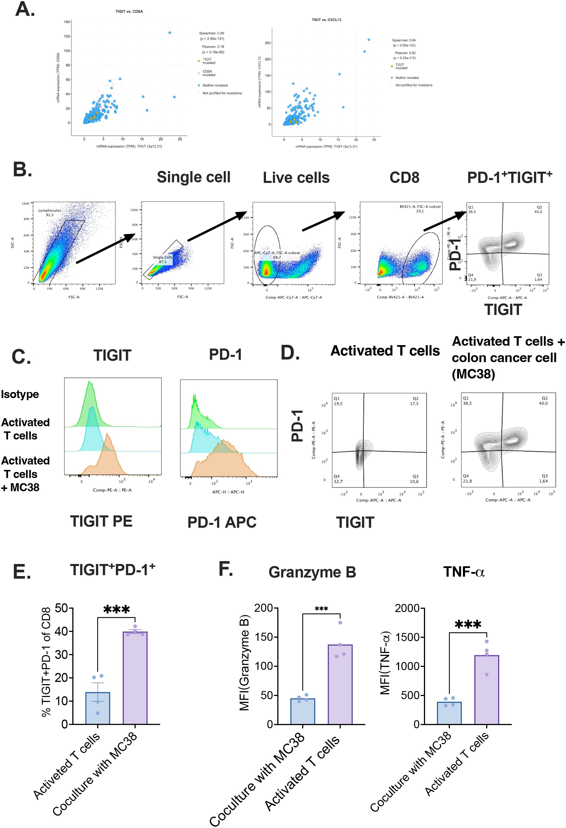 A. Two scatter plots showing correlations between gene expression levels. B. Flow cytometry plots illustrating cell selection process, focusing on PD-1 and TIGIT markers on CD8 T cells. C. Histogram overlays comparing isotype, activated T cells, and activated T cells with MC38 for TIGIT and PD-1 expression. D. Flow cytometry plots showing expression of PD-1 and TIGIT on activated T cells versus cocultured with colon cancer cells (MC38). E. Bar graph indicating percentage of TIGIT⁺PD-1⁺ cells in activated T cells and coculture with MC38. F. Bar graphs showing median fluorescence intensity of Granzyme B and TNF-alpha, with significant increases in cocultured samples.