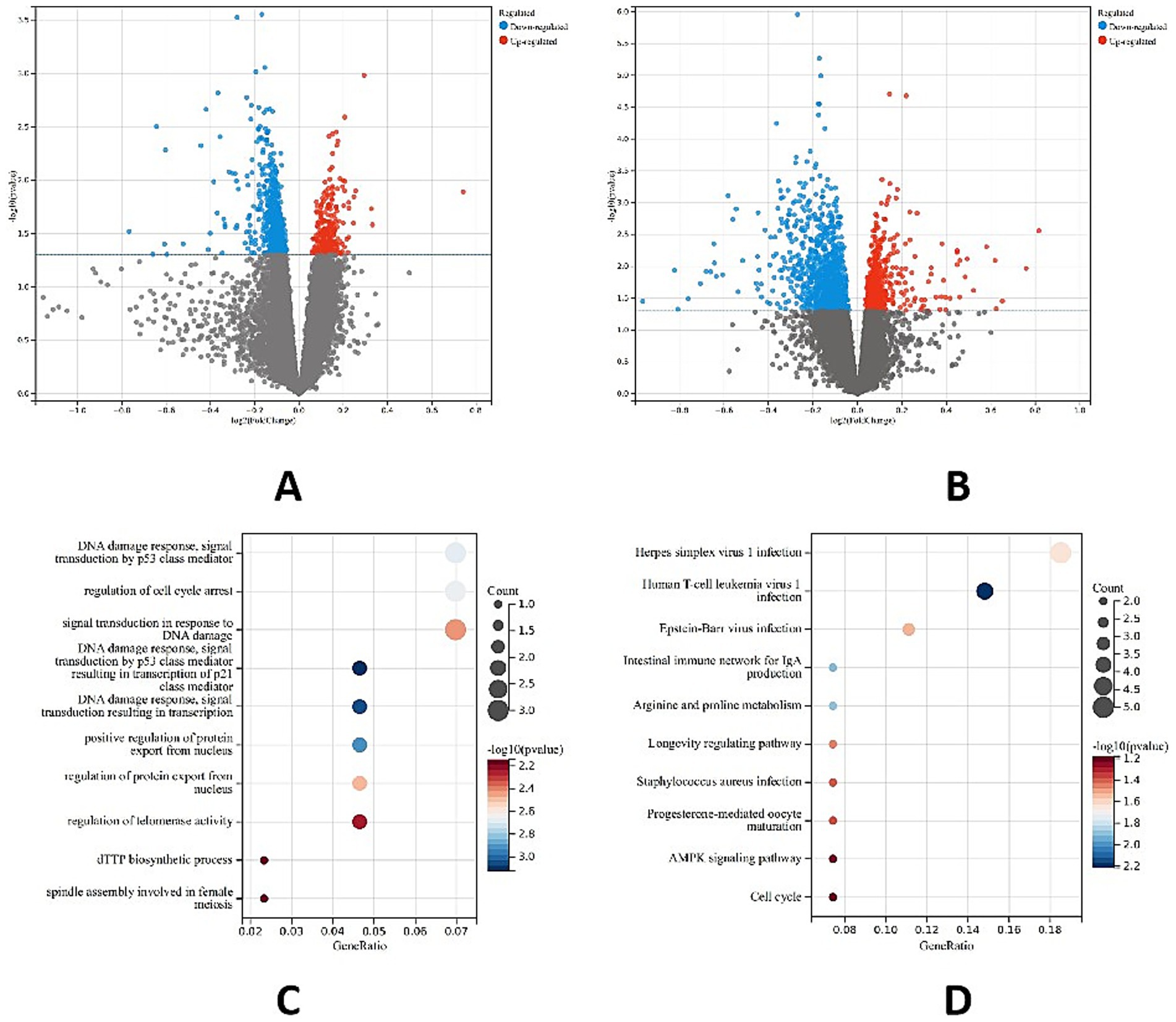 Four-panel image showing various analyses. Panel A: Volcano plot displaying gene expression changes, with upregulated genes in red, downregulated in blue, and unchanged in gray. Panel B: Another volcano plot with similar color coding. Panel C: Dot plot illustrating gene ontology pathways, with gene ratio on the x-axis and count size. Panel D: Dot plot showing different pathways, highlighting gene ratios and counts with color indicating statistical significance. Each panel represents distinct datasets or conditions.