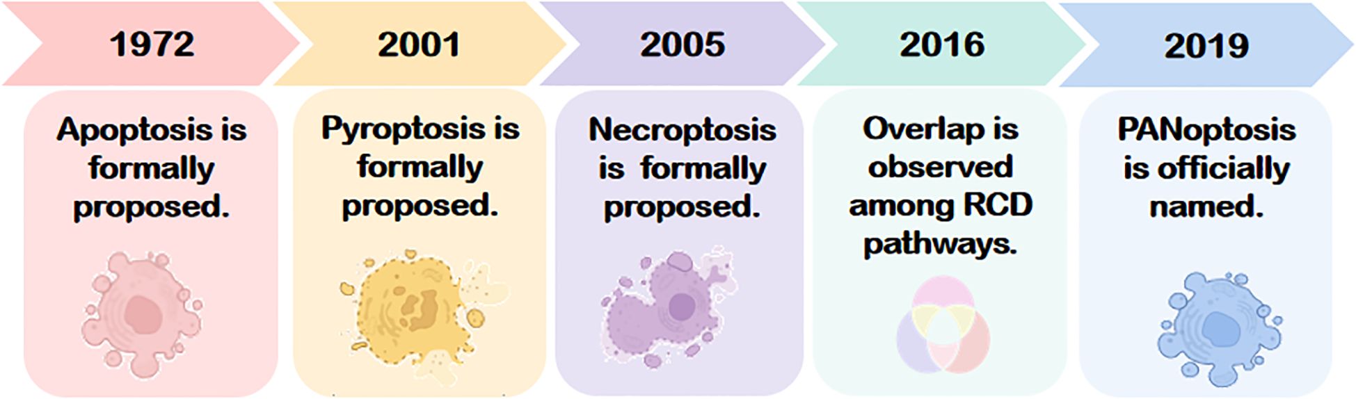 Timeline of cell death concepts: In 1972, apoptosis is formally proposed. In 2001, pyroptosis is formally proposed. In 2005, necroptosis is formally proposed. In 2016, overlap among RCD pathways is observed. In 2019, PANoptosis is officially named.