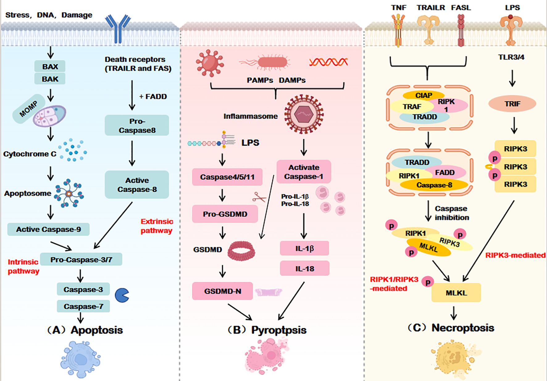 Diagram illustrating three cell death pathways: (A) Apoptosis involves stress-induced activation of caspases through intrinsic and extrinsic pathways. (B) Pyroptosis involves inflammasome activation leading to caspase-1 activation and release of IL-1β and IL-18. (C) Necroptosis is triggered by TNF signaling leading to RIPK3 and MLKL activation, bypassing caspase inhibition. Each pathway is depicted with molecular interactions and outcomes.