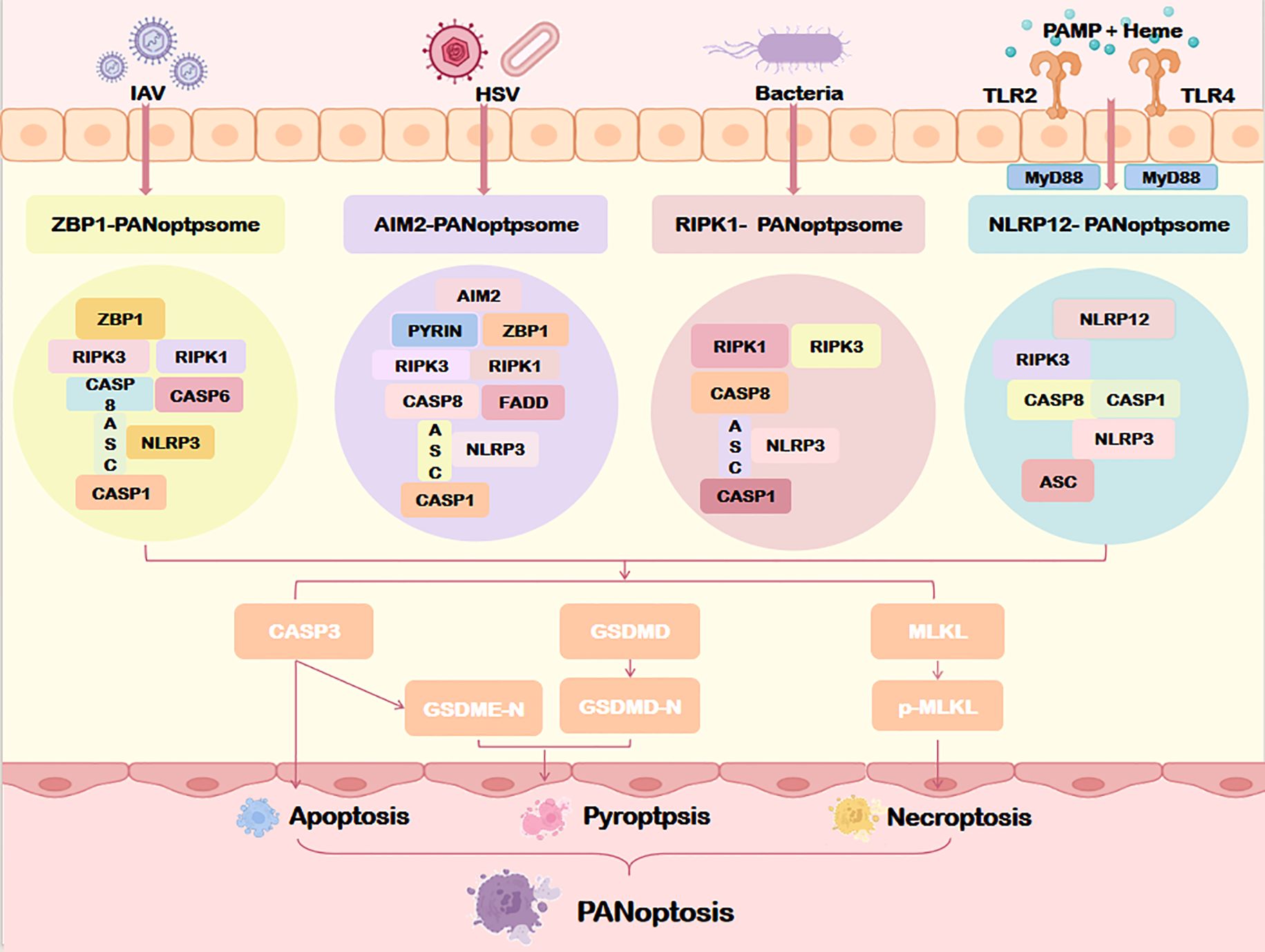 Diagram illustrating four PANoptosome complexes: ZBP1, AIM2, RIPK1, and NLRP12, each activated by different pathogens or signals (IAV, HSV, bacteria, PAMP + Heme). Complexes composed of proteins like RIPK3, CASP8, NLRP3 lead to cell death pathways: apoptosis, pyroptosis, necroptosis, under the PANoptosis umbrella. Each pathway involves specific proteins such as CASP3 for apoptosis and MLKL for necroptosis.