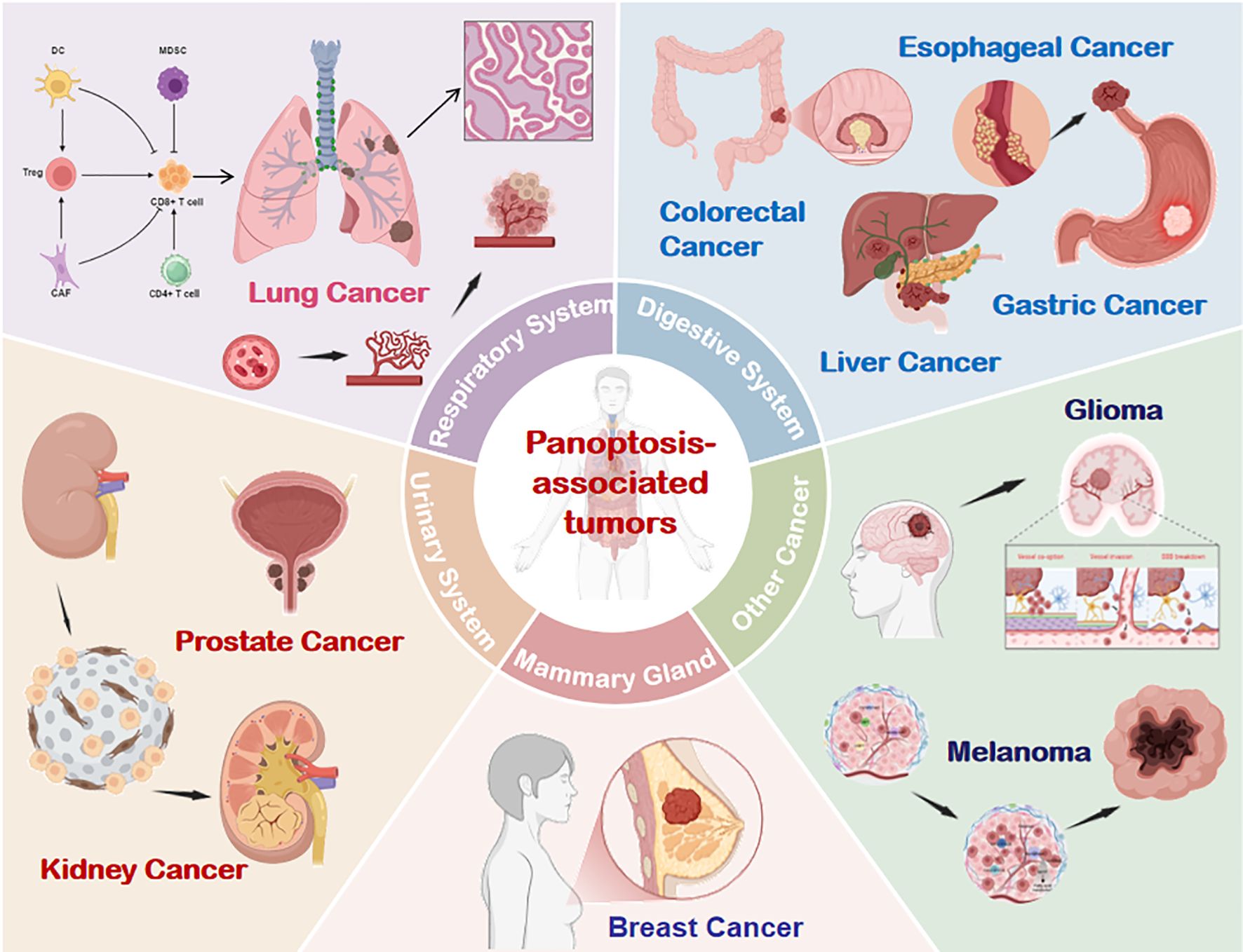 Diagram illustrating various panoptosis-associated tumors categorized by system: respiratory (lung cancer), digestive (colorectal, esophageal, liver, gastric cancers), urinary (prostate, kidney cancers), mammary gland (breast cancer), and other cancers including glioma and melanoma. Each section shows anatomical illustrations with tumor examples.