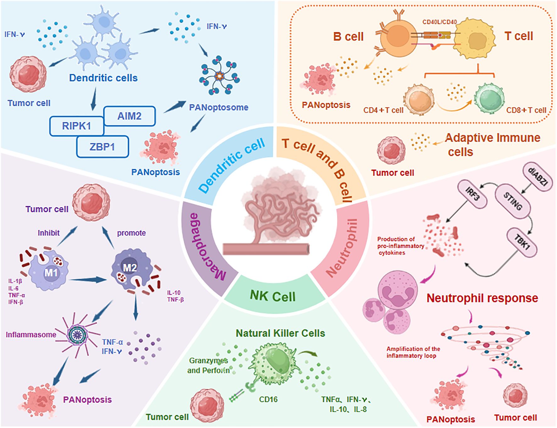Diagram illustrating the roles of various immune cells in PANoptosis. It includes dendritic cells, B cells, T cells, macrophages, neutrophils, and natural killer cells. Each cell type is shown interacting with tumor cells via different mechanisms, such as cytokine production and PANoptosome formation, highlighting the immune response. Sections are color-coded to differentiate between cell types and functions.
