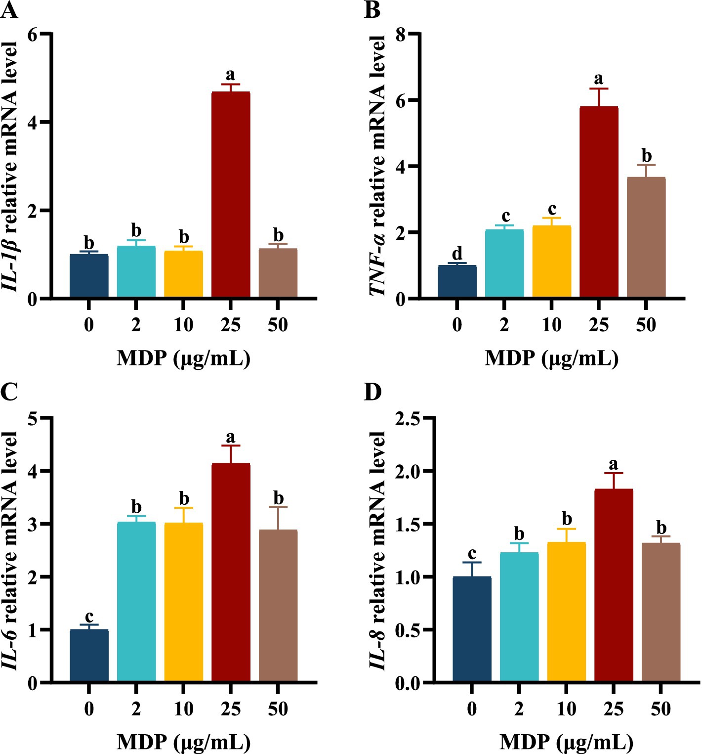 Bar graphs displaying the effects of MDP concentrations on mRNA levels of IL-1β, TNF-α, IL-6, and IL-8. Graph A shows IL-1β levels peaking at 25 µg/mL. Graph B indicates TNF-α levels also peaking at 25 µg/mL. Graph C presents IL-6 levels highest at 25 µg/mL. Graph D displays IL-8 levels peaking at 25 µg/mL. Different letters indicate statistically significant differences.