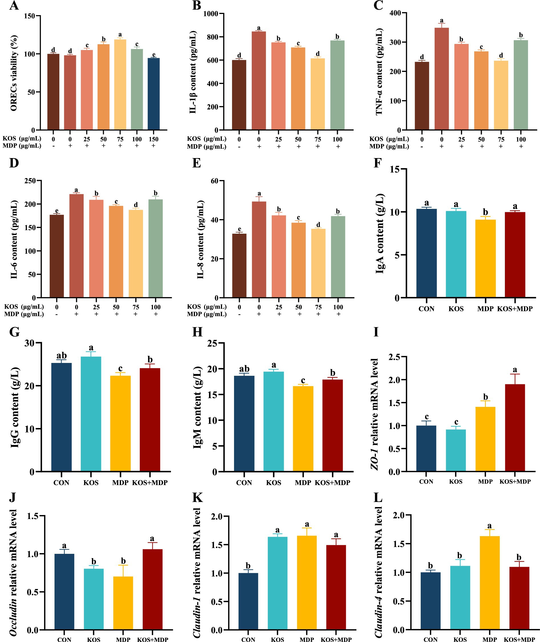 Twelve grouped bar charts labeled A to L compare various biological metrics across treatments with KOS and MDP at different concentrations. Metrics include cell viability, specific cytokine contents (IL-1β, TNF-α, IL-6, IL-8), immunoglobulin levels (IgA, IgG, IgM), and gene expression levels for tight junction proteins (ZO-1, Occludin, Claudin-1, Claudin-4). Each bar represents a different treatment or combination, marked by distinct colors. Statistical significance is denoted by different letters above bars.