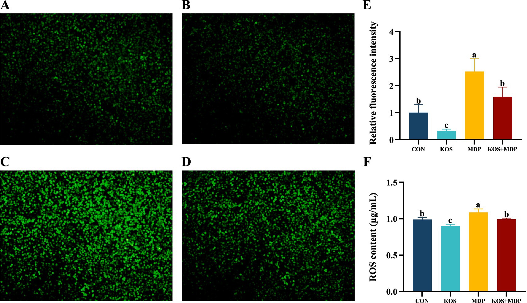 Panels A to D show images of cells with varying intensities of green fluorescence. Panel E is a bar graph illustrating relative fluorescence intensity across four groups: CON, KOS, MDP, and KOS+MDP, with MDP group showing the highest intensity. Panel F is a bar graph depicting reactive oxygen species (ROS) content in micrograms per milliliter across the same groups, with the MDP group also having the highest ROS content.