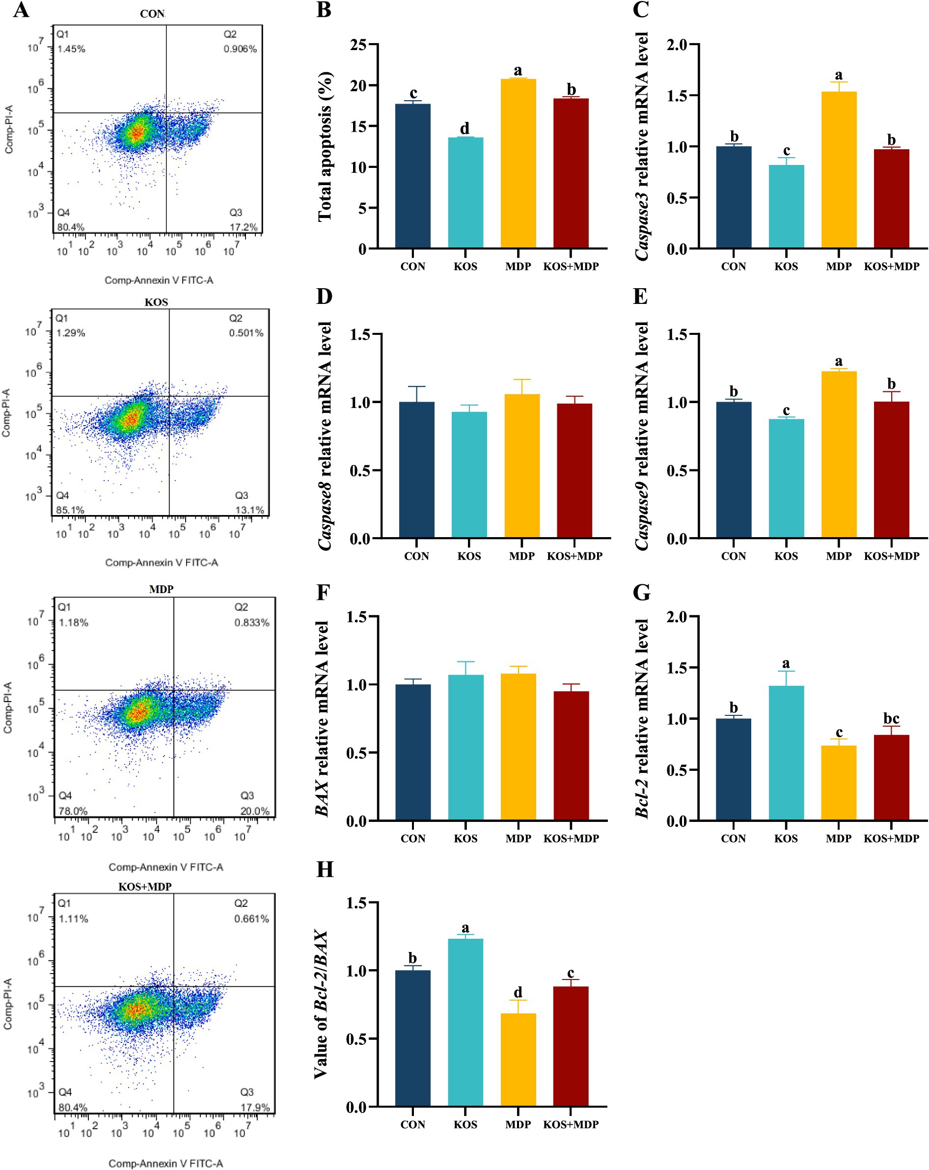 Flow cytometry plots and bar graphs show apoptosis analysis under different conditions: CON, KOS, MDP, and KOS+MDP. Plots display cell populations in quadrants, indicating apoptotic and non-apoptotic cells. Bar graphs (B-H) present data on total apoptosis percentage, and relative mRNA levels of Caspase 3, Caspase 9, BAX, and Bcl-2. Letters denote statistical significance.
