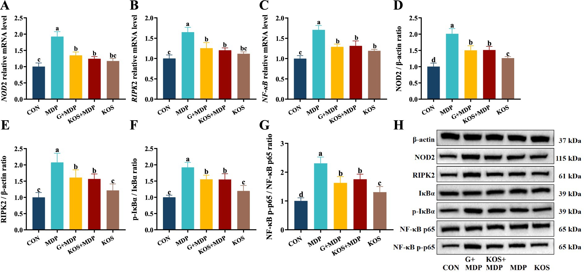 Bar graphs labeled A to G and a set of protein blots labeled H. Graphs A to C show relative mRNA levels of genes NOD2, RIPK2, and NF-κB, respectively. Graphs D and E show protein ratios of NOD2 and RIPK2 normalized to β-actin. Graph F shows phosphorylated IκBα to IκBα ratio, and G shows NF-κB p-p65 to NF-κB p65 ratio. The bar colors represent different treatment groups: CON, MDP, G+MDP, KOS+MDP, and KOS. Letters above bars indicate statistical significance. Blot H displays protein bands for β-actin, NOD2, RIPK2, IκBα, phosphorylated IκBα, NF-κB p65, and phosphorylated NF-κB p65, associated with different treatments.