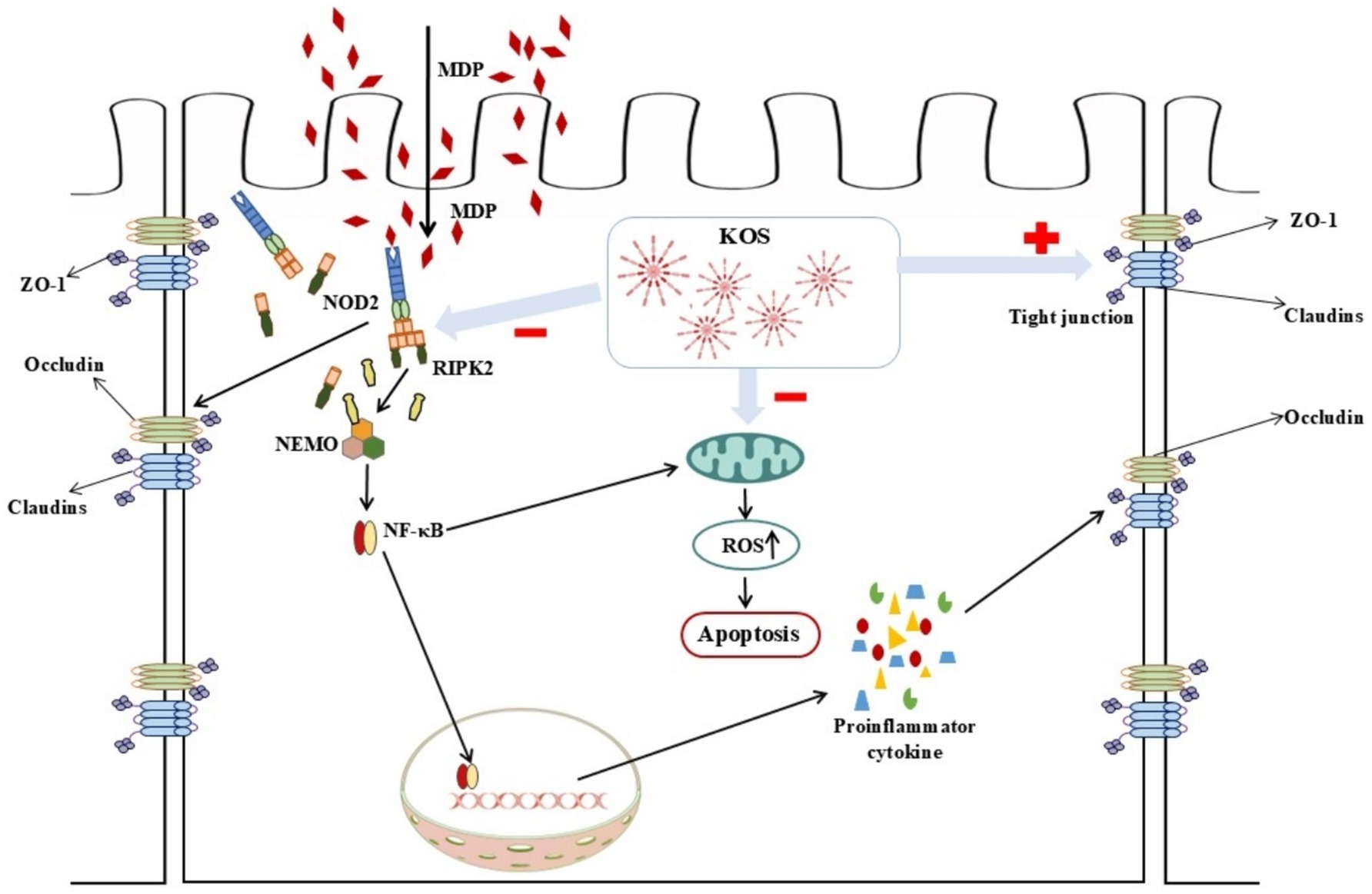 Diagram illustrating the cellular signaling pathway involving MDP, NOD2, RIPK2, and NF-κB leading to apoptosis and proinflammatory cytokine production. It shows the role of tight junction proteins like ZO-1, Occludin, and Claudins. KOS impacts ROS generation and further downstream effects.