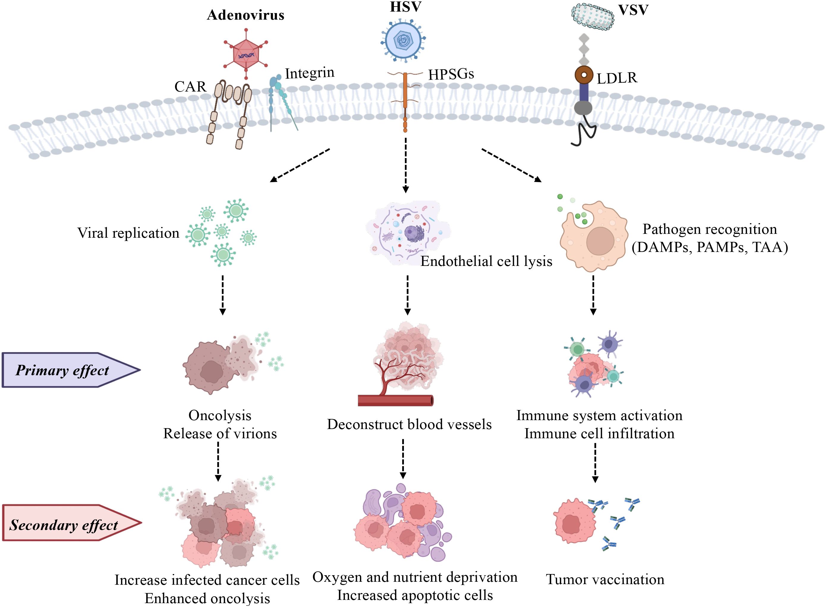 Diagram showing the effects of adenovirus, HSV, and VSV on cancer cells. Adenovirus binds to CAR and integrin, causing viral replication and oncolysis. HSV uses HPSGs to induce endothelial cell lysis and blood vessel deconstruction. VSV interacts with LDLR, triggering pathogen recognition, immune activation, and tumor vaccination. Primary and secondary effects include oncolysis, enhanced cancer cell infection, nutrient deprivation, and increased apoptotic cells.