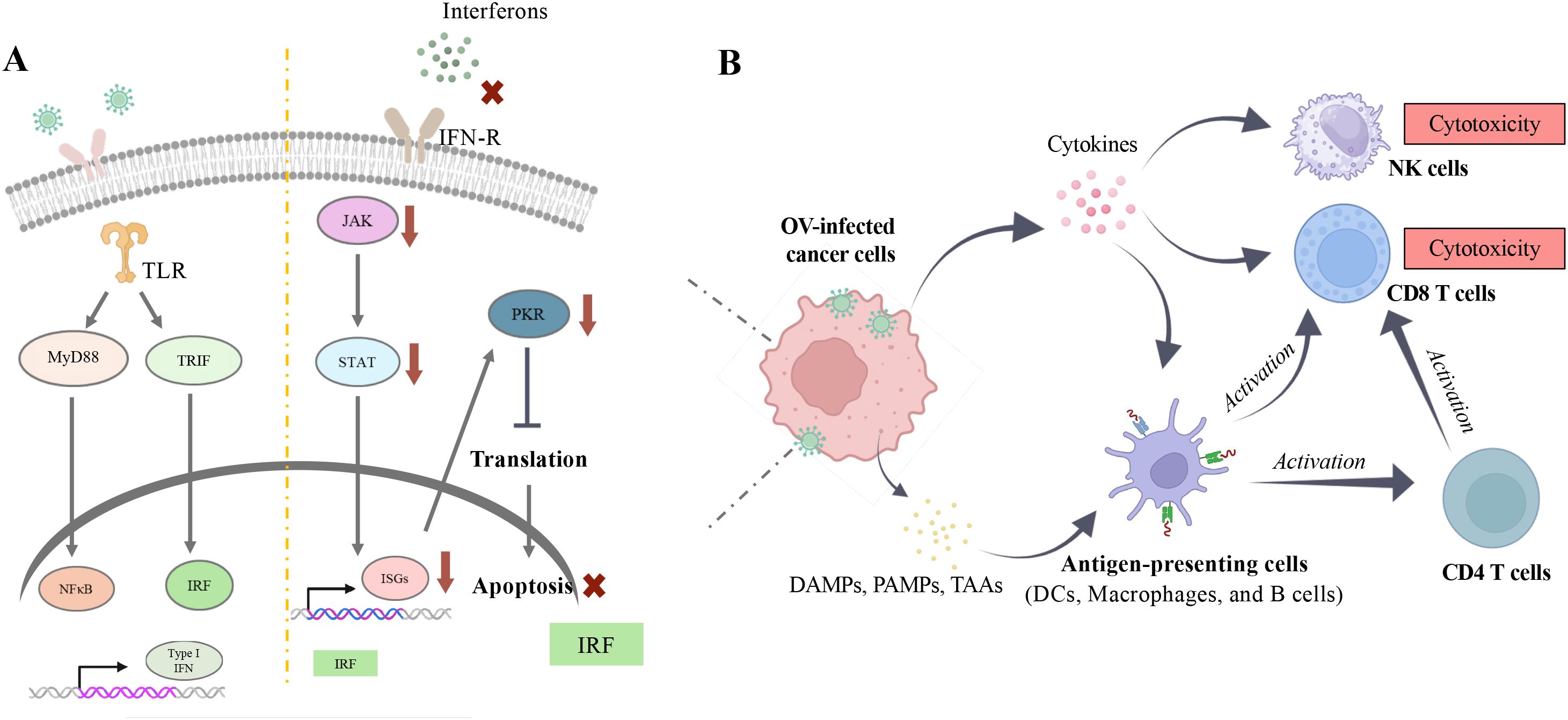Diagram depicting immune response pathways. Panel A: Interferons bind to IFN-R, activating TLR, MyD88, TRIF, leading to NF-kB and IRF activation, enhancing type I IFN production. STAT, PKR inhibit translation and apoptosis. Panel B: Oncolytic virus-infected cancer cells release cytokines, activating NK, CD8 T cells, increasing cytotoxicity. Antigen-presenting cells activate CD4 T cells. DAMPs, PAMPs, TAAs involved.