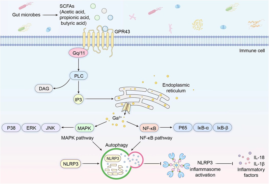 Diagram illustrating the signaling pathway of gut microbes and their metabolites, short-chain fatty acids (SCFAs), in immune cells via the GPR43 receptor. Activation involves Gq/11, PLC, IP3, and DAG, leading to calcium release from the endoplasmic reticulum. This activates MAPK and NF-κB pathways, involving P38, ERK, JNK, MAPK, and proteins P65, IκB-α, and IκB-β, ultimately influencing autophagy and the activation of NLRP3 inflammasome, which regulates inflammatory factors IL-18 and IL-1β.