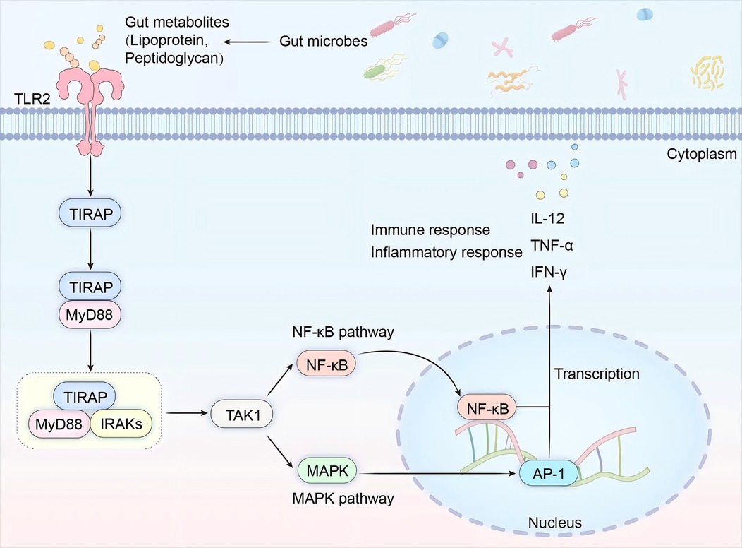 Diagram illustrating the signaling pathway of TLR2 in response to gut metabolites from microbes. TLR2 activation initiates a cascade through TIRAP, MyD88, and IRAKs, leading to TAK1 activation. This results in NF-kB and MAPK pathways, with NF-kB and AP-1 translocating to the nucleus, promoting transcription of IL-12, TNF-α, and IFN-γ2, and triggering immune and inflammatory responses.