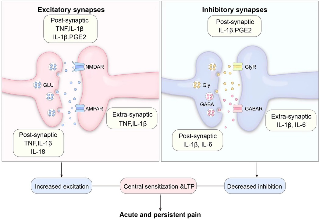 Diagram showing excitatory and inhibitory synapses. The left side depicts an excitatory synapse with GLU binding to NMDAR and AMPAR, influenced by TNF, IL-1β, IL-18, and PGE2. The right side shows an inhibitory synapse with Gly and GABA binding to GlyR and GABAR, influenced by IL-1β, IL-6, and PGE2. Both synapses include post-synaptic and extra-synaptic cytokines, leading to increased excitation, central sensitization, and decreased inhibition, contributing to acute and persistent pain.