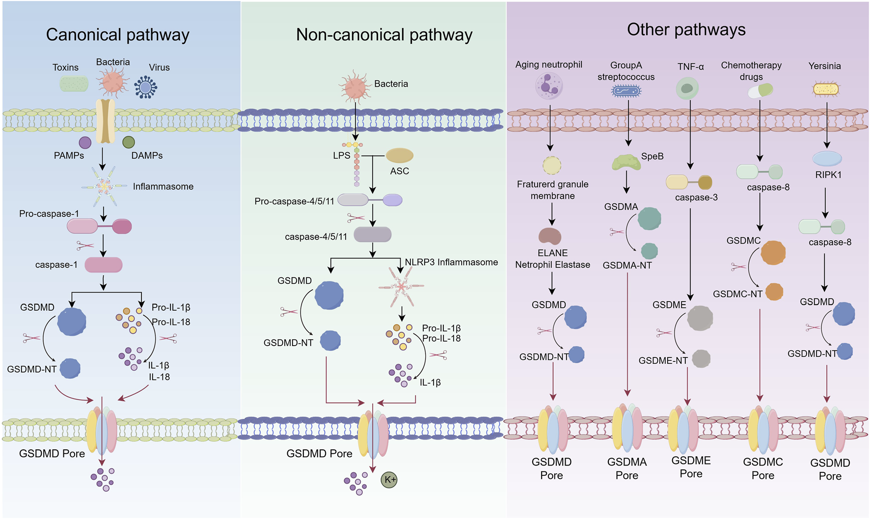 Diagram illustrating three signaling pathways: canonical, non-canonical, and other. The canonical pathway shows toxins, bacteria, and viruses activating pro-caspase-1 via inflammasomes, leading to GSDMD pore formation. The non-canonical pathway involves bacteria, LPS, ASC, and caspase-4/5/11 activation, also resulting in pore formation. Other pathways show aging neutrophils, Group A streptococcus, TNF-alpha, chemotherapy drugs, and Yersinia triggering different caspases and proteases, leading to the activation of GSDMA, GSDME, GSDMC, and GSDMD. All pathways converge on forming various GSDM porins in the membrane.