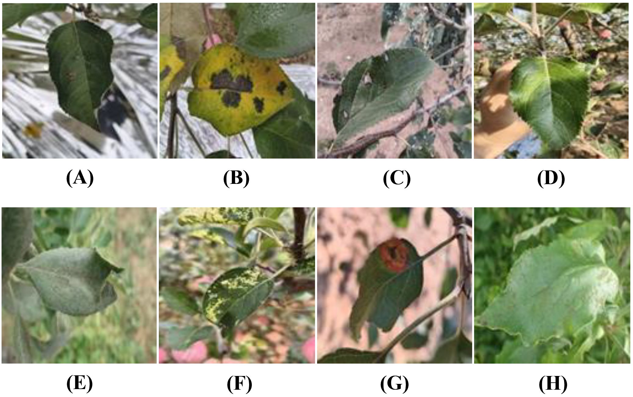 A set of eight images labeled A to H, each showing leaves with different conditions. Image A shows a leaf affected by Alternaria leaf spot. Image B displays a yellow leaf with black spots, indicating Brown spot disease. Image C presents a green leaf with minor damage, associated with Gray spot. Image D shows a healthy green leaf. Image E depicts a leaf with a grayish tint, suggesting Powdery mildew infection. Image F features a leaf with yellowish patches, indicating Mosaic disease. Image G shows a leaf with a red circular spot, suggesting Rust. Image H presents a green leaf with black scab-like lesions, associated with Scab disease.
