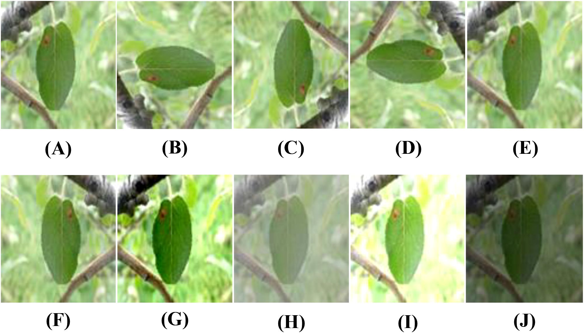 A series of ten images labeled A to J, each showing a green leaf with a brown spot on a tree branch. The images depict the following variations: (A) original, (B) rotated 90°, (C) rotated 180°, (D) rotated 270°, (E) blurred, (F) horizontally flipped, (G) high contrast, (H) low contrast, (I) high brightness, and (J) low brightness. The background in all images is consistently blurred greenery.