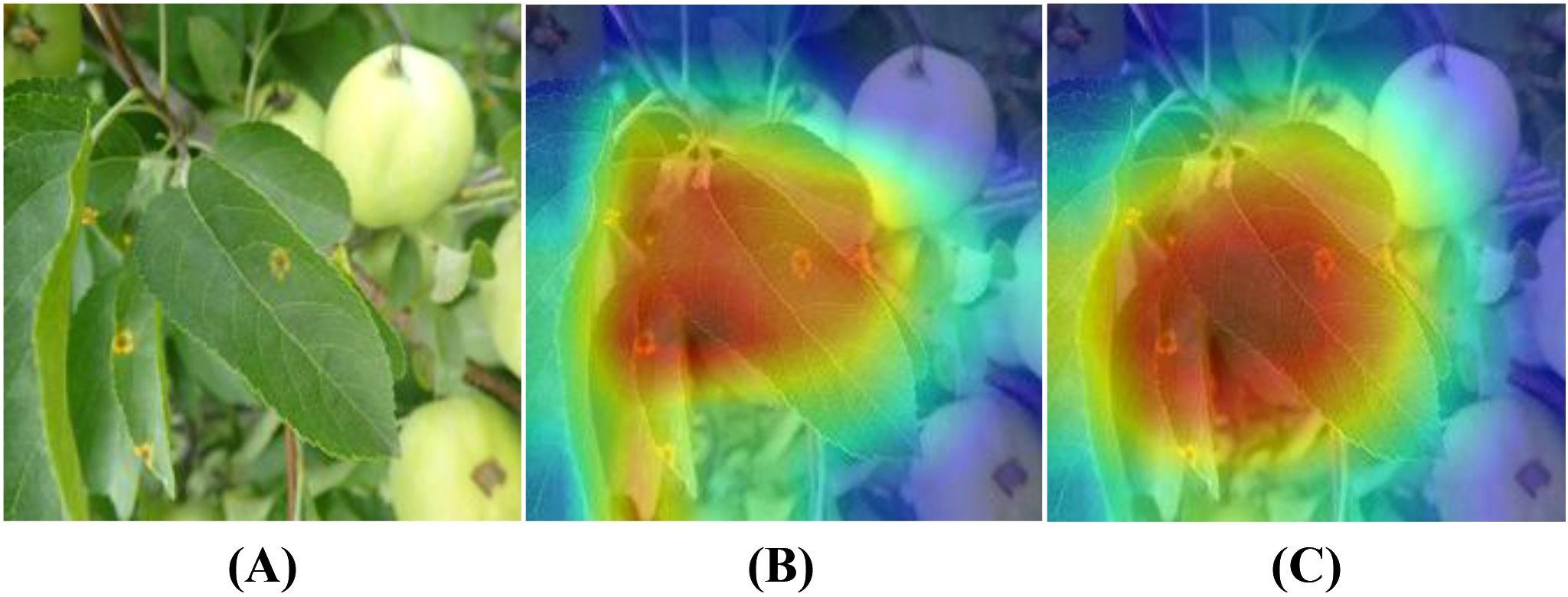 (A) Close-up of green leaves with some yellow spots and a small green fruit in the background. (B) Heatmap overlay generated using the ShuffleNetV2 model, highlighting red and yellow areas on the leaves. (C) Heatmap overlay generated using the LCAMNet model, with red regions more accurately focused on the leaf lesions compared to (B).