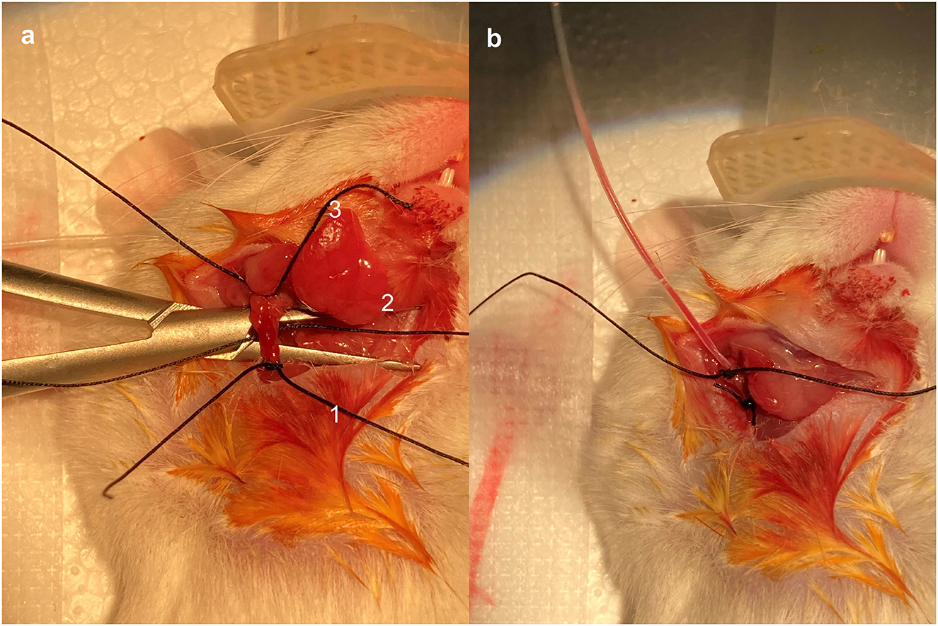Two-panel image showing surgical exposure in a small animal model. Panel (a) shows numbered regions of tissue with a surgical clamp holding it. Panel (b) shows the same view with sutures visible, indicating further progression in the surgical procedure. Both panels reveal incised and manipulated tissue areas, likely for research or experimental purposes.