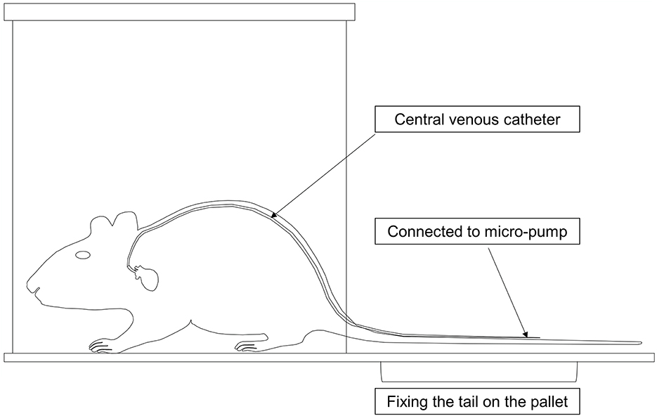 Diagram of a rat in a confined space with a central venous catheter running from its back, connected to a micro-pump. The tail is fixed on a pallet, with labeled annotations indicating catheter and pump connection.
