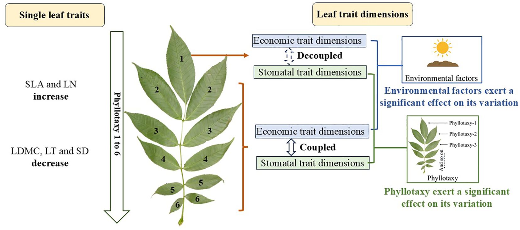 Diagram illustrating relationships between single leaf traits and leaf trait dimensions. On the left, SLA and LN increase while LDMC, LT, and SD decrease from phyllotaxy 1 to 6. A central diagram shows numbered leaves. On the right, economic and stomatal trait dimensions can be decoupled or coupled, with environmental factors and phyllotaxy significantly affecting variations. Environmental factors are represented iconically with the sun and soil. Phyllotaxy sub-diagrams highlight its influence.