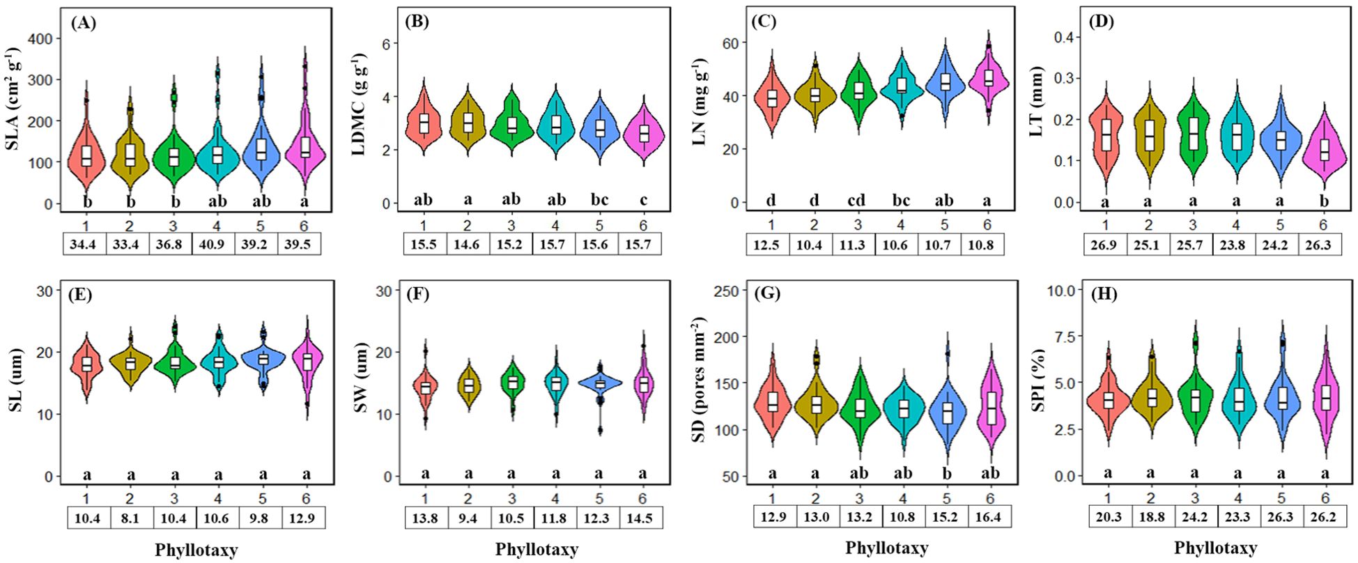 Eight violin plots labeled A to H display different plant trait measurements against phyllotaxy. Plot A shows Specific Leaf Area (SLA), B displays Leaf Dry Matter Content (LDMC), C presents Leaf Nitrogen content (LN), and D illustrates Leaf Thickness (LT). Plot E depicts Stomatal Length (SL), F shows Stomatal Width (SW), G presents Stomatal Density (SD), and H features Stomatal Pore Index (SPI). Each plot categorizes data by phyllotaxy types 1 to 6, with statistical grouping letters and numerical values beneath each category.